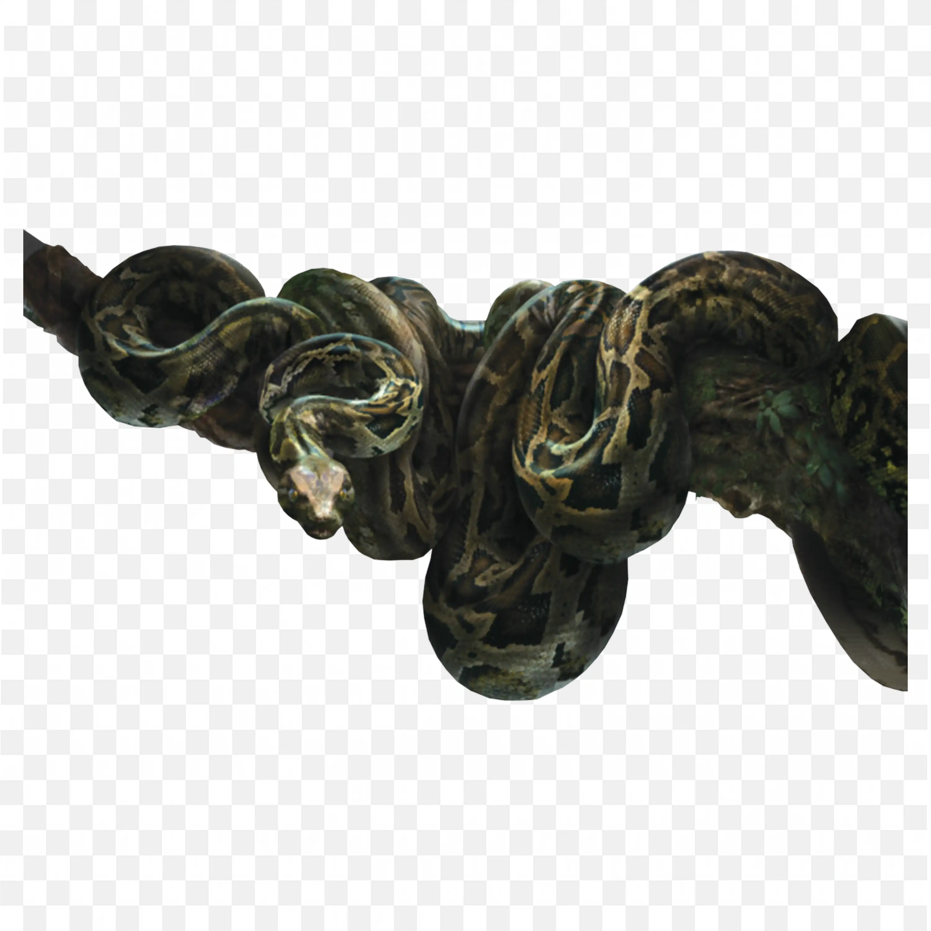 A Big Sized Python Snake on a Tree Branch in the Forest Png