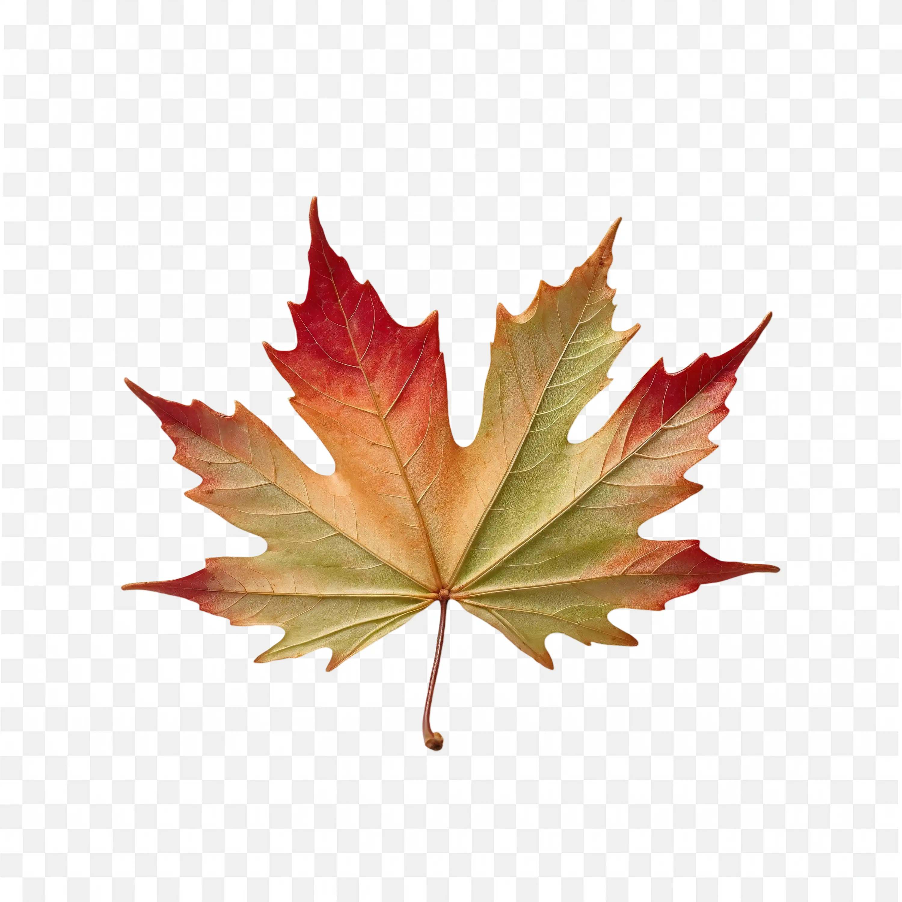 Autumn Maple Leaf Showing Red Orange and Green Shades PNG