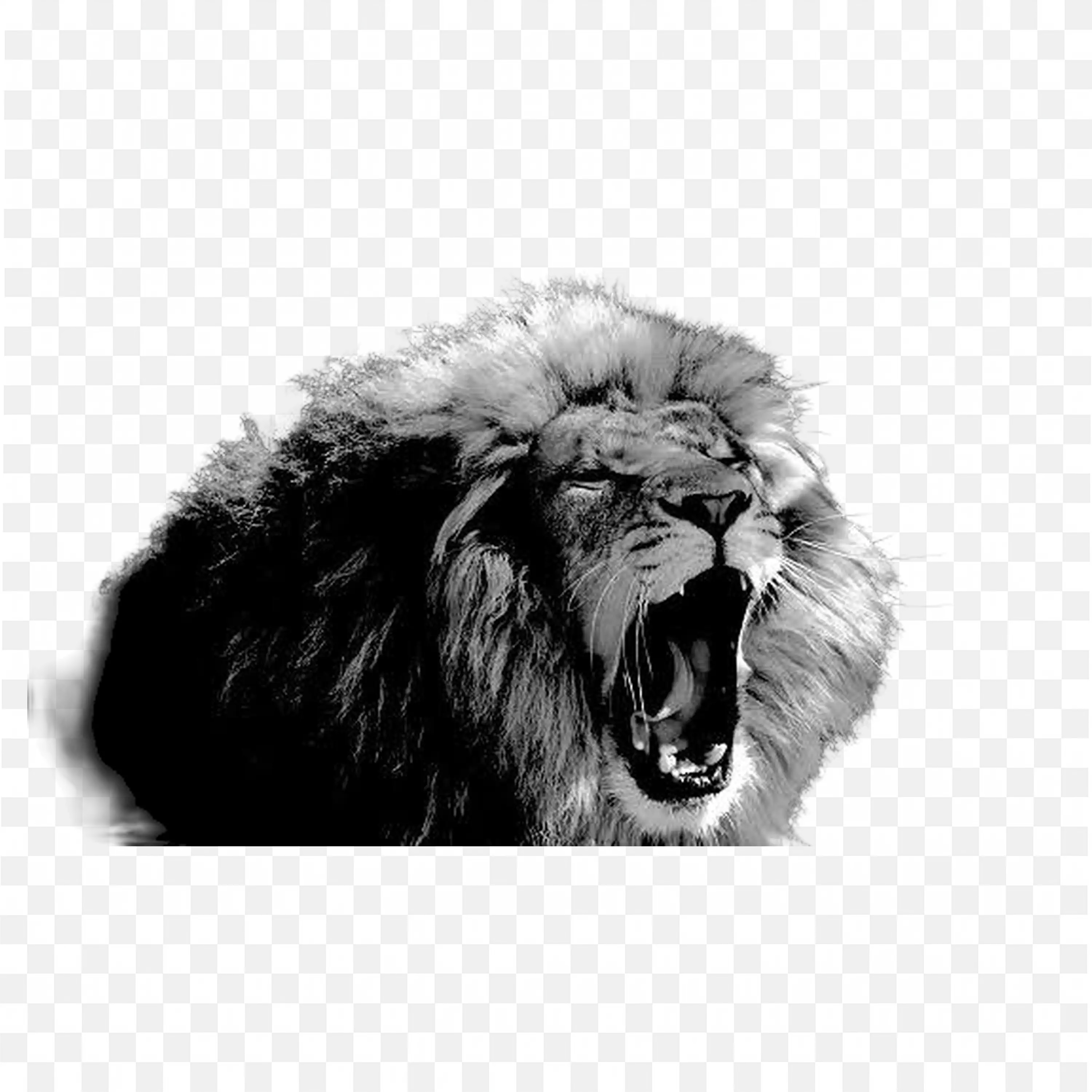 Black and White Roaring Lion Head with Fierce Expression