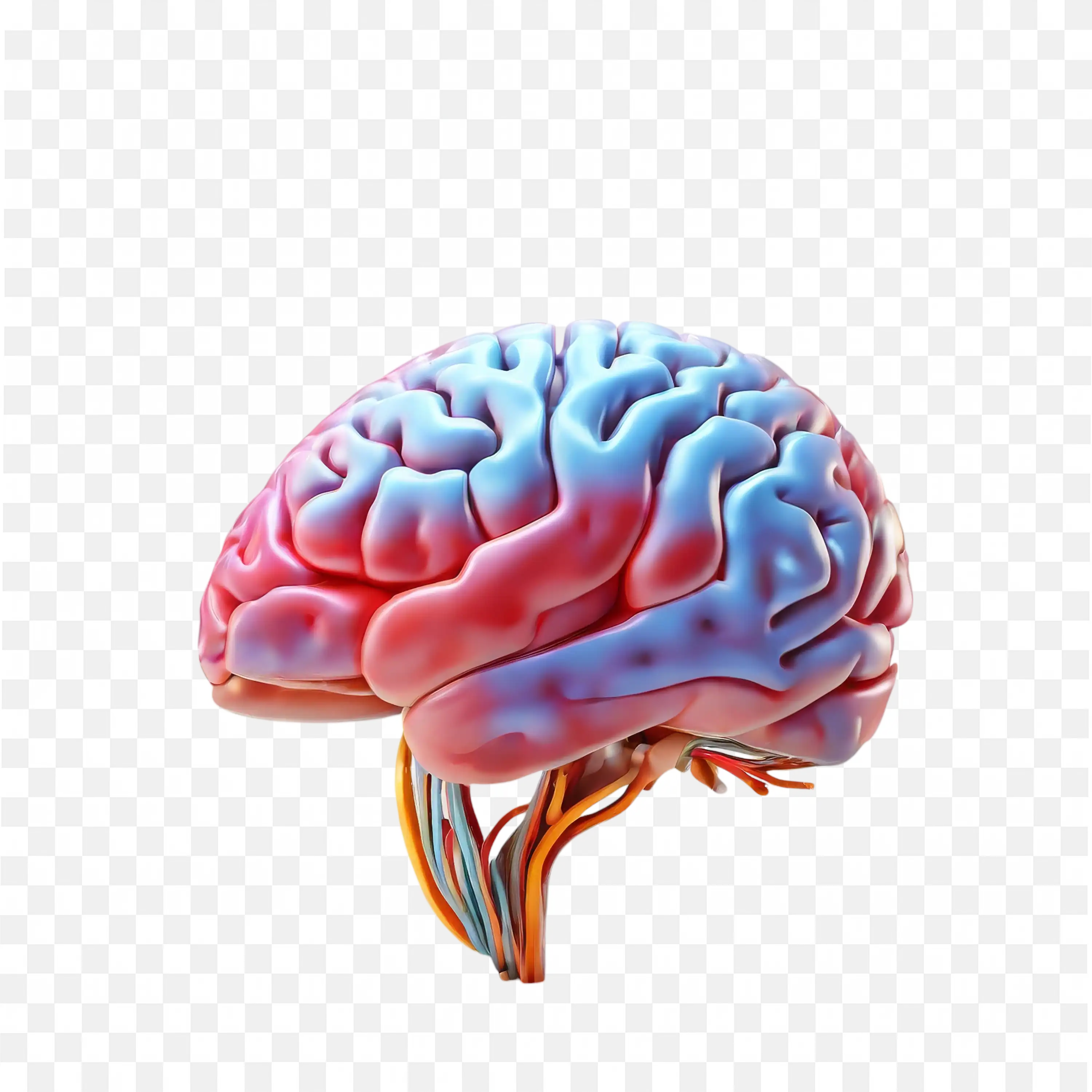 Detailed Coloured Human Brain Side View Visual Free PNG