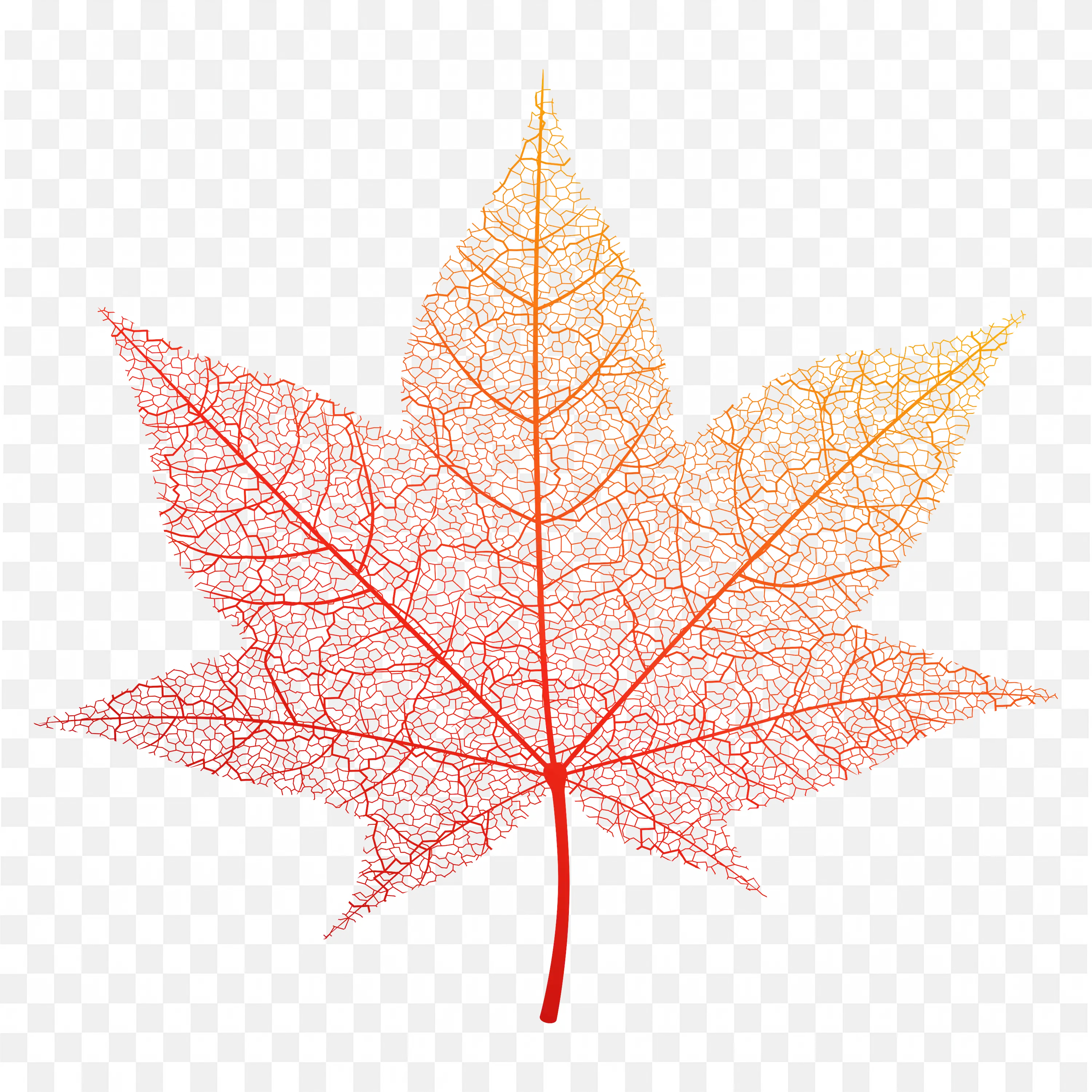 Detailed Red Leaf Skeleton Graphic on White Background PNG