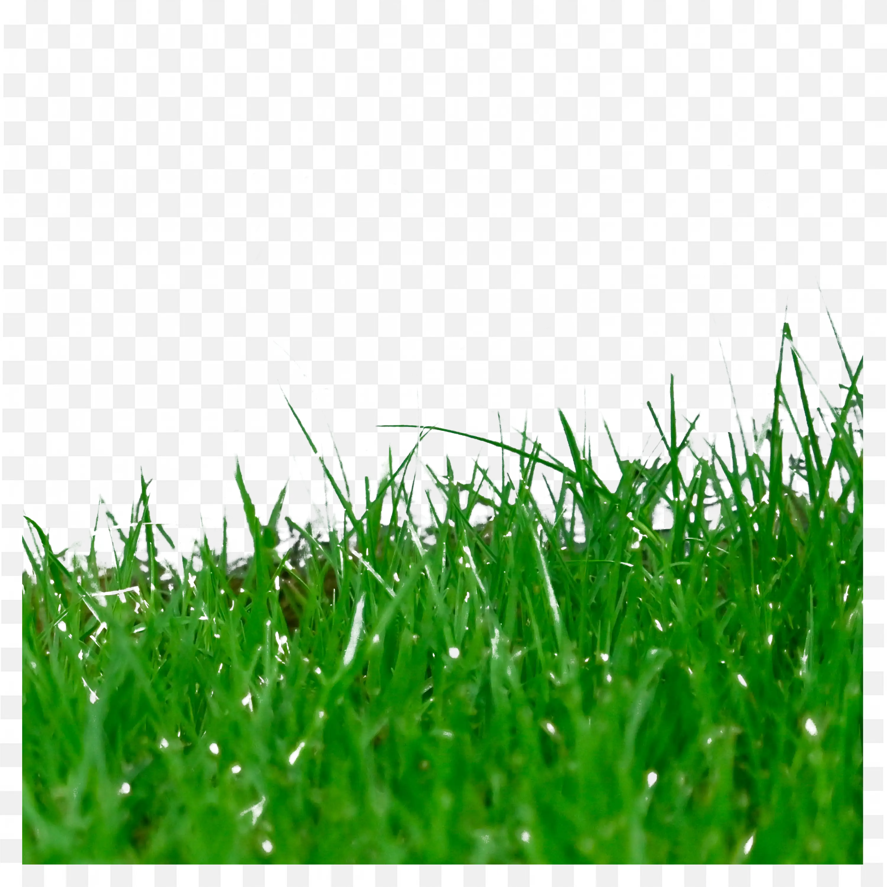 Fresh Green Grass Blades on White Background Clip Art PNG