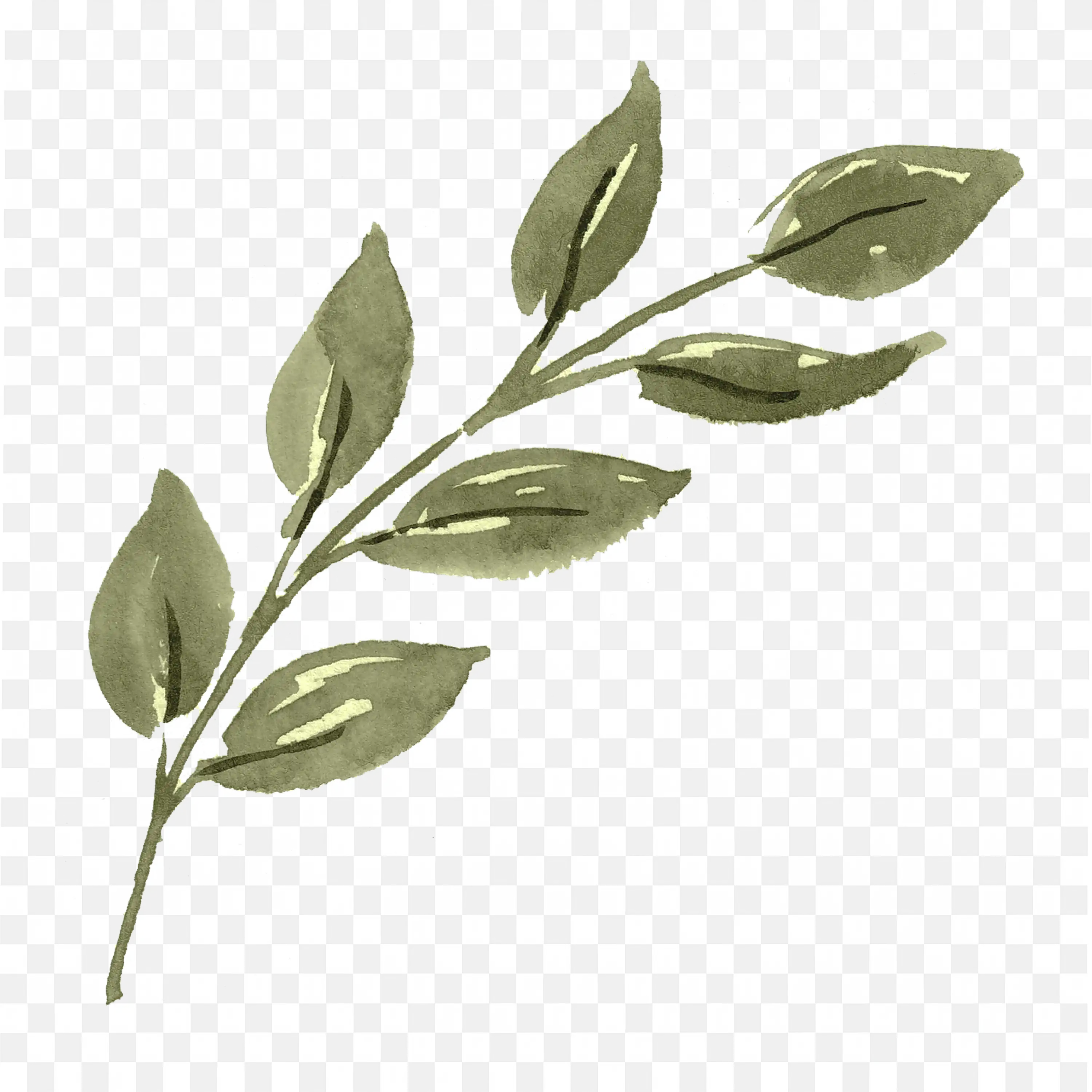 Green Leafy Branch Watercolour Visual Free PNG Download