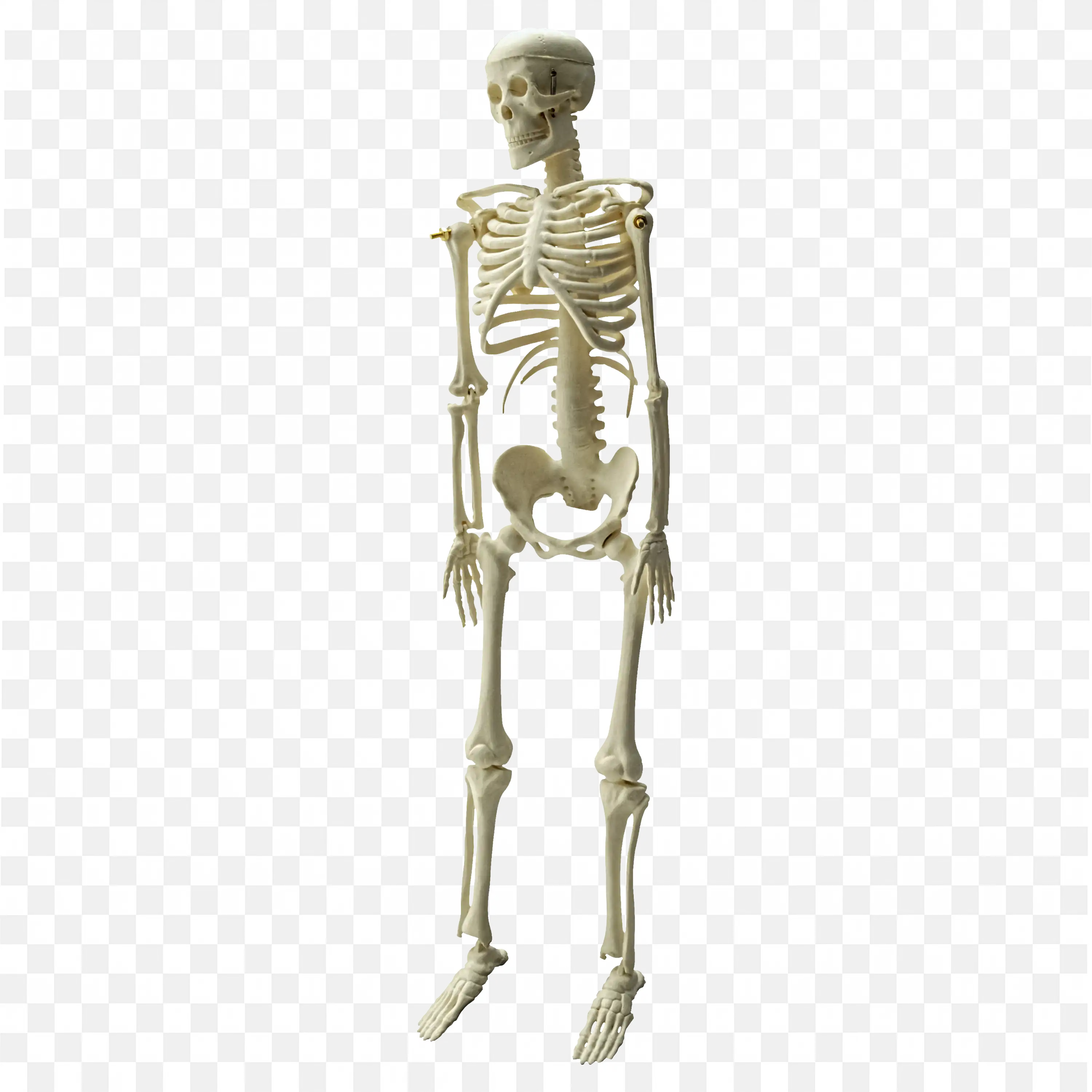 Human Skeleton Model Standing Upright with Bones PNG