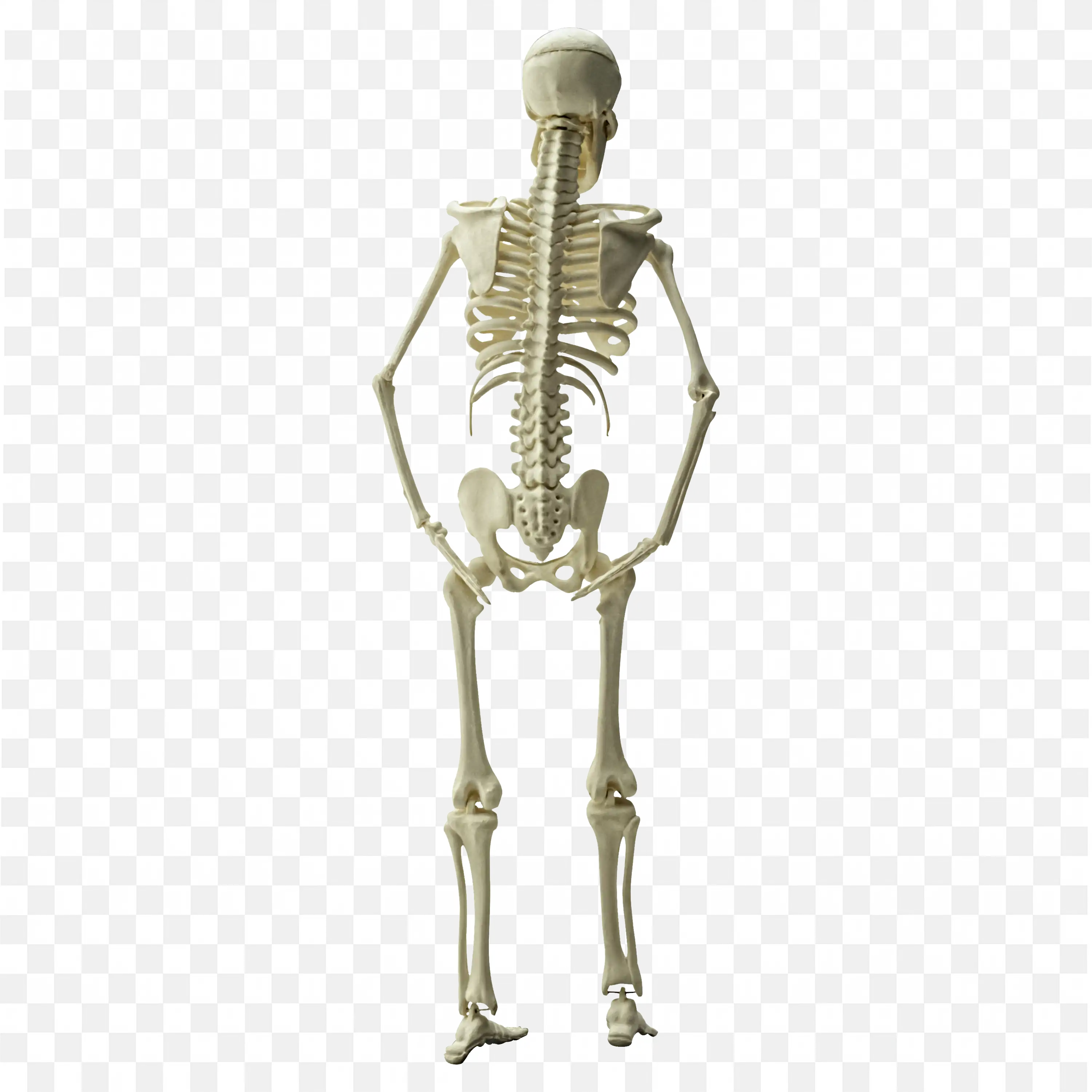 Human Skeleton Standing By Resting on Hips Free PNG Image