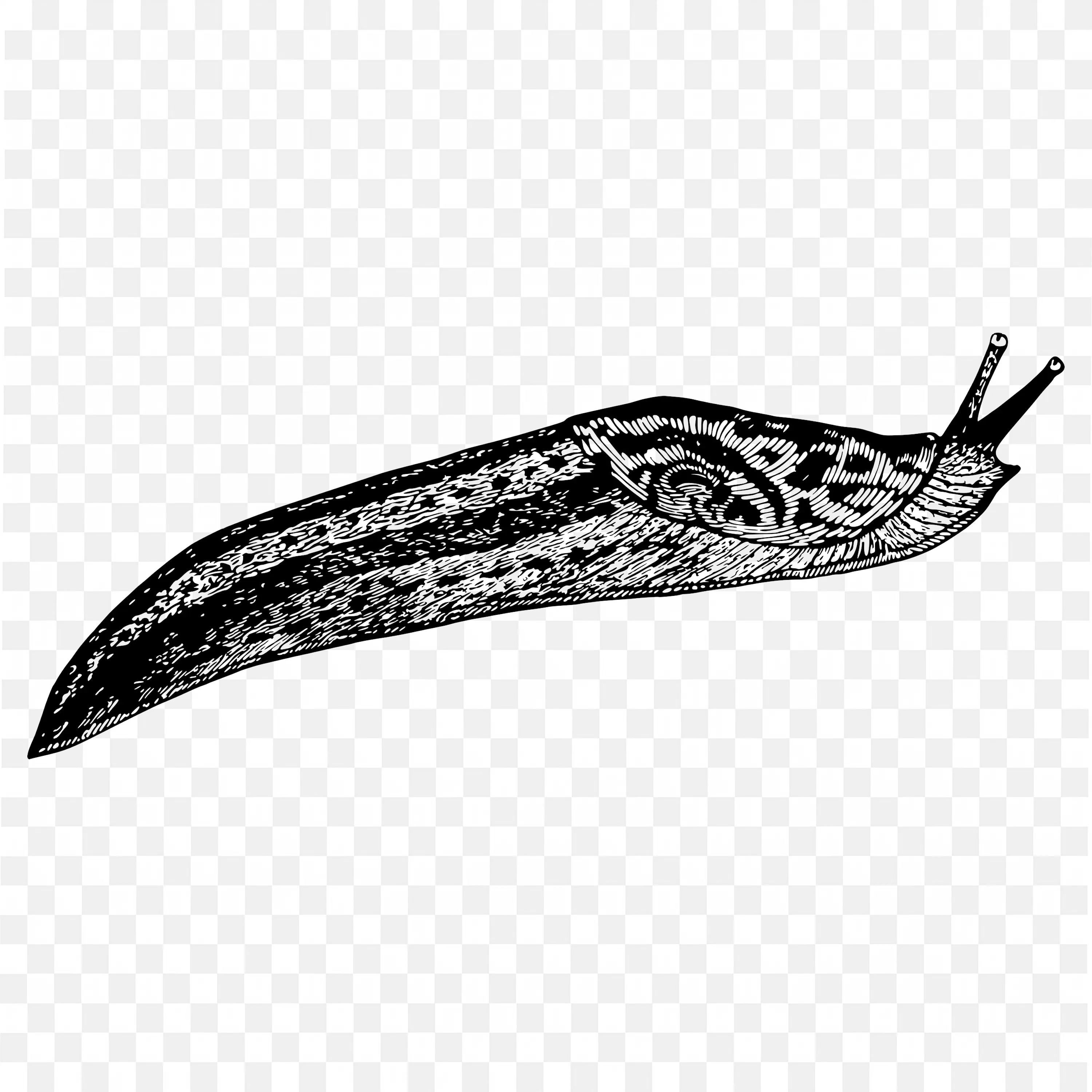 Leopard Slug Shadow Photography Png Images for Free Download