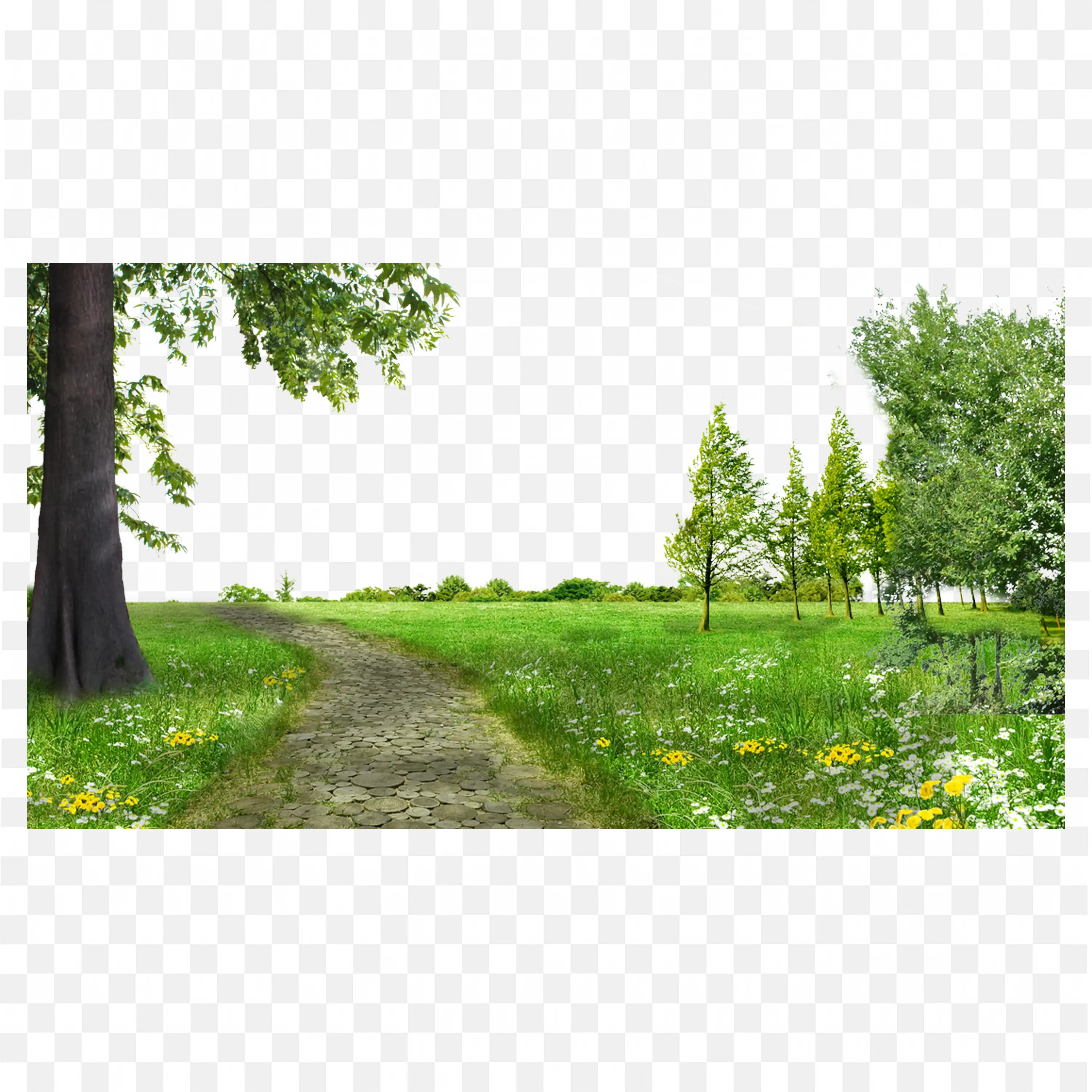 Peaceful Path Through a Green Grassy Spring Field PNG