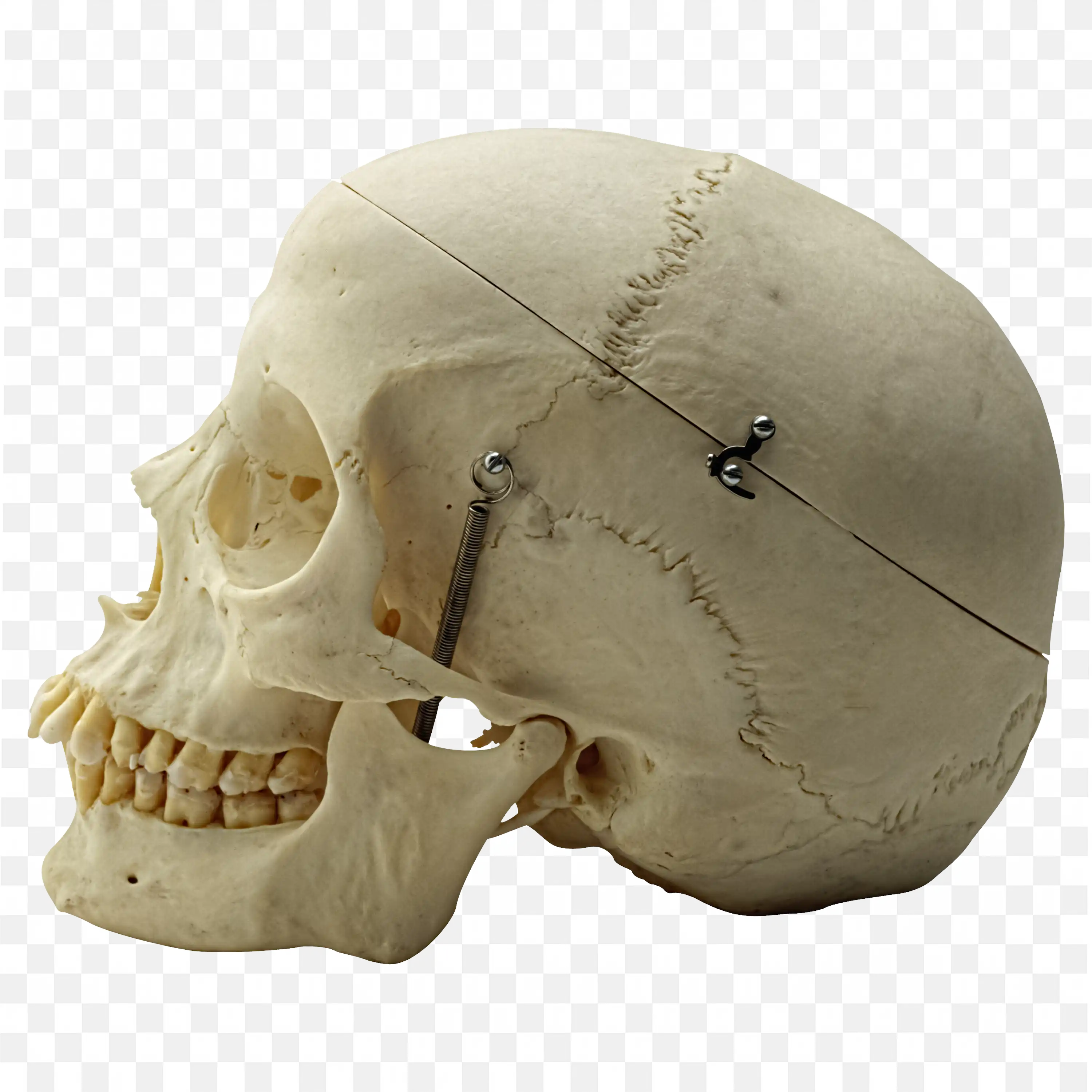 Realistic Human Skull Model with Metal Joints and Screws