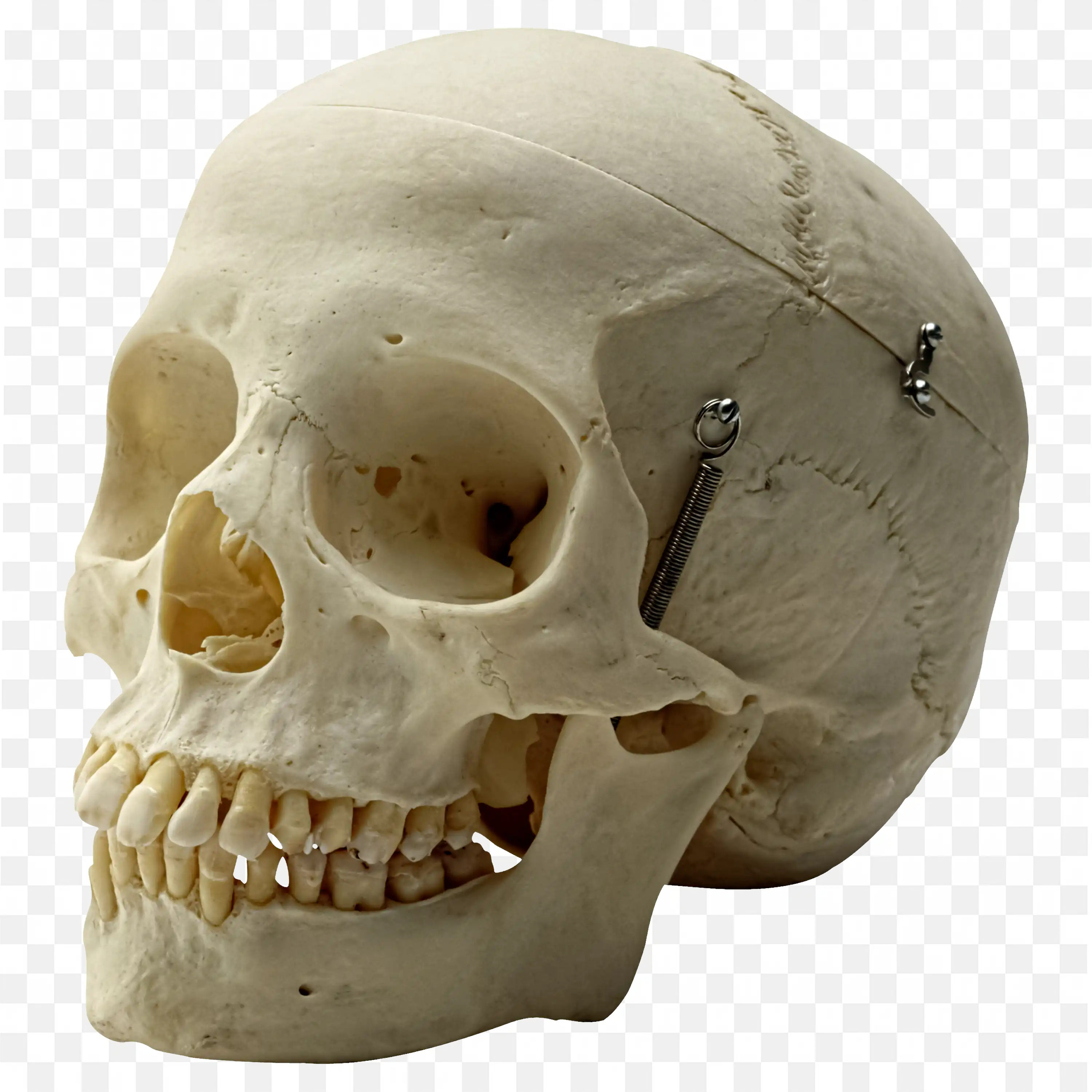 Side View of a Realistic Human Skull Free PNG Download