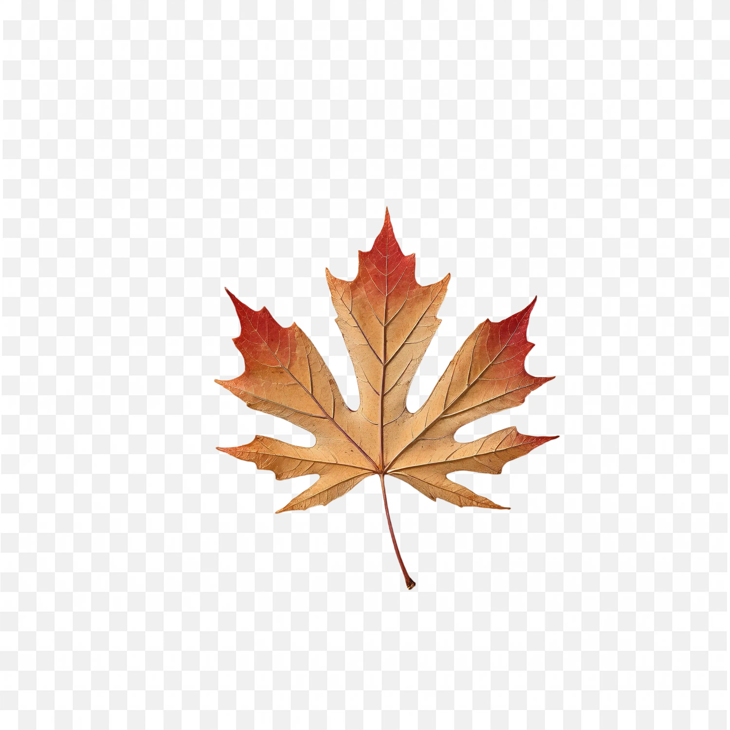Single Dry Maple Leaf on White Background Free PNG Image