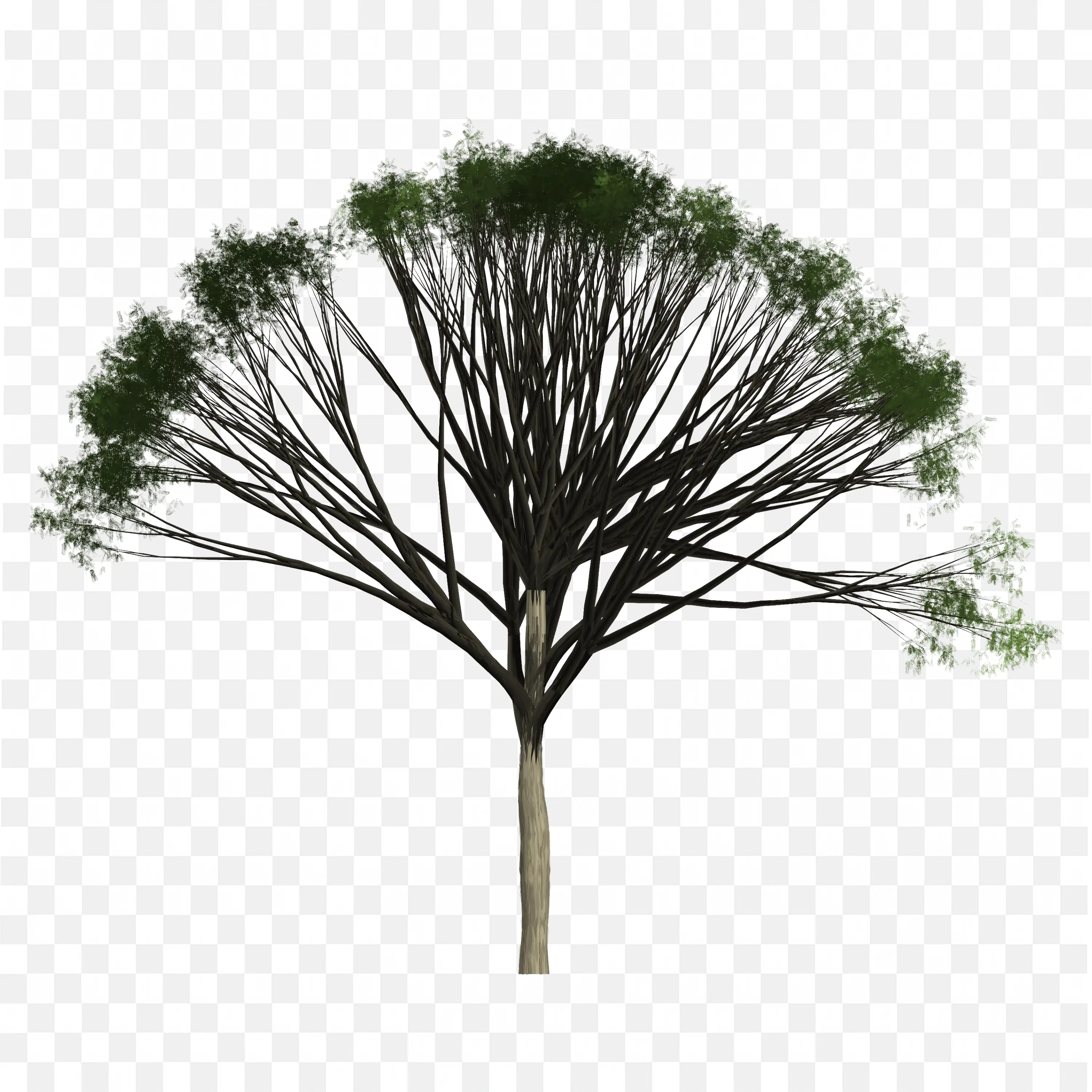 Tall Leafy Tree with Branches Spread Wide Clip Art PNG