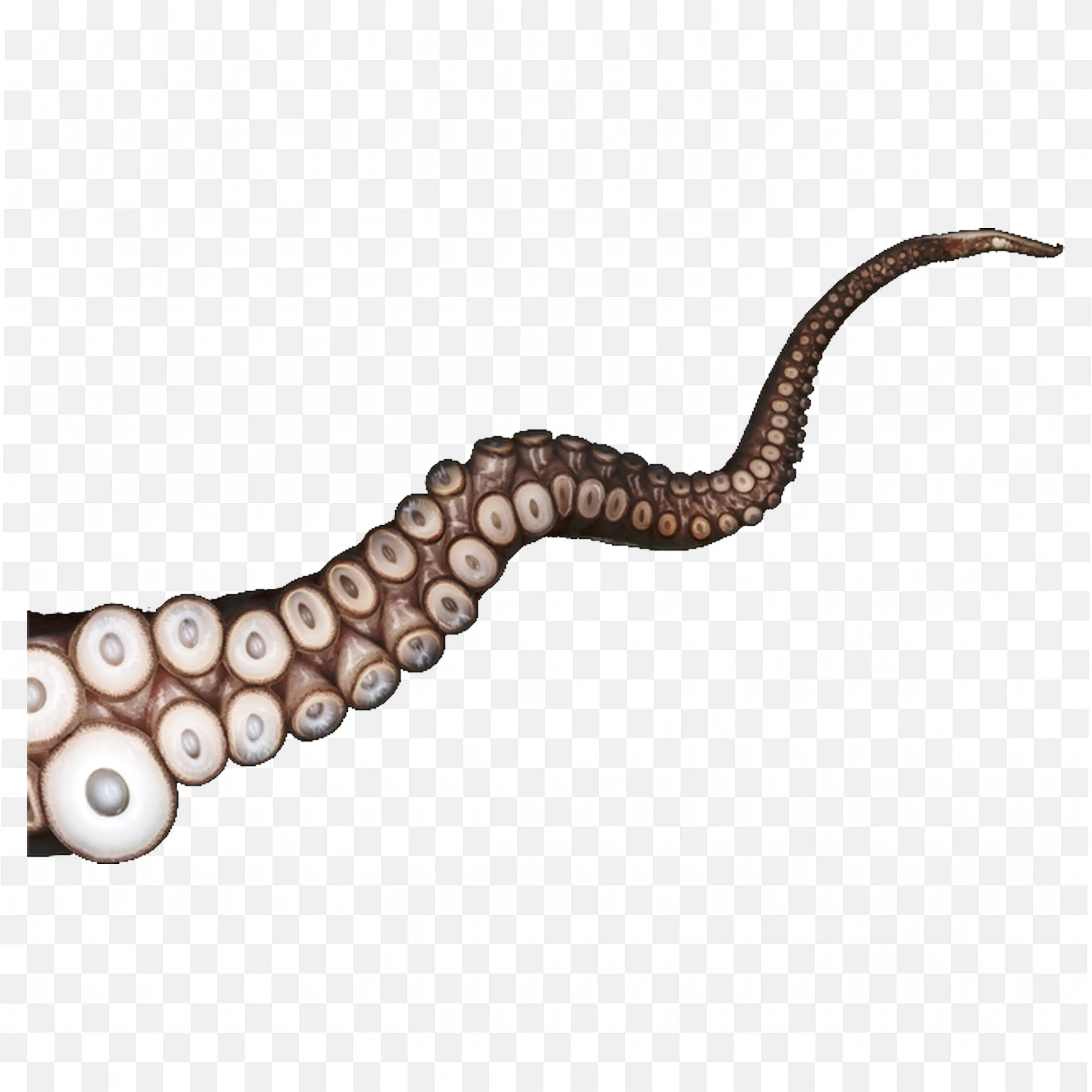 Tentacle of an Octopus in a Realistic Design PNG Download