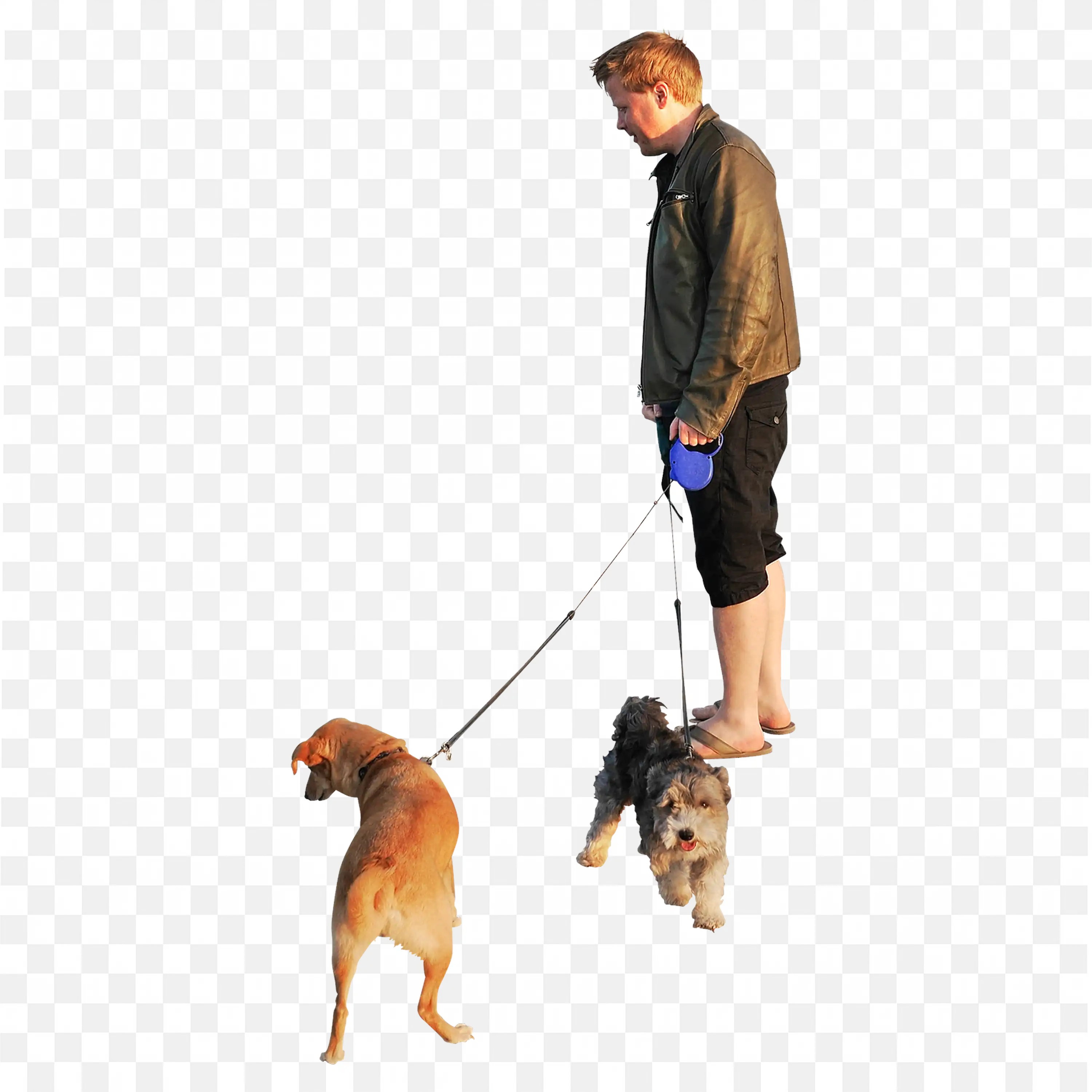 Pet Walker Guiding a Pair of Dogs Outside Png Download