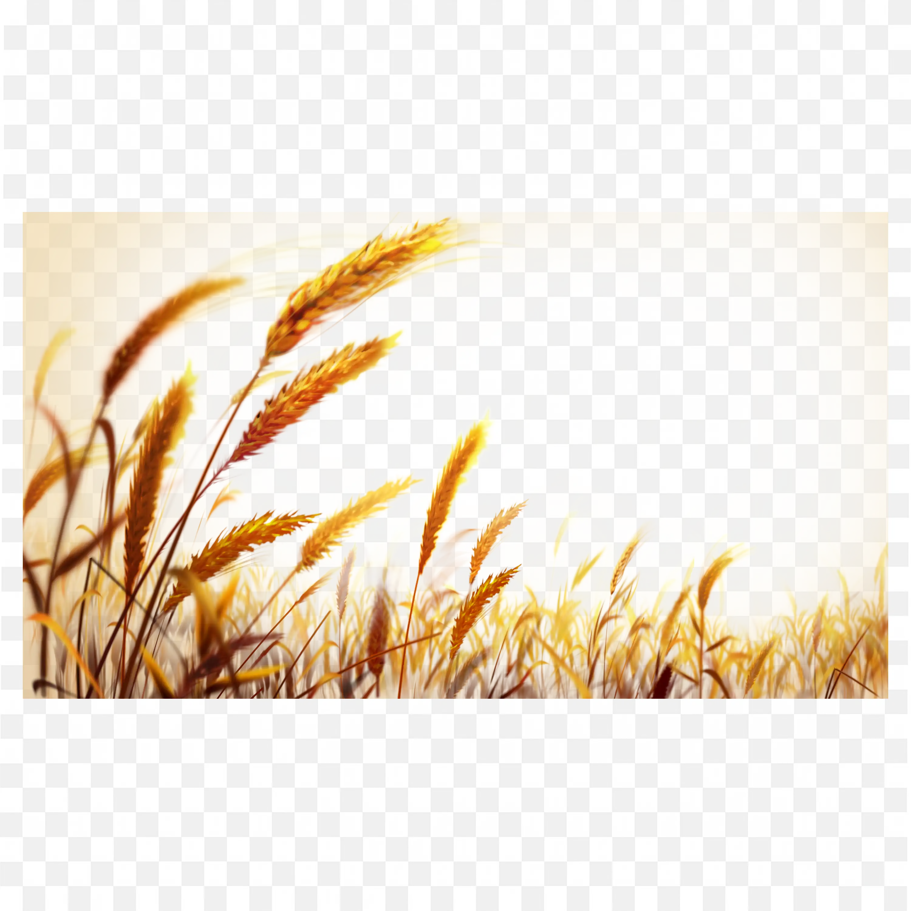Golden Wheat Field Illustration Nature Border Frame Png