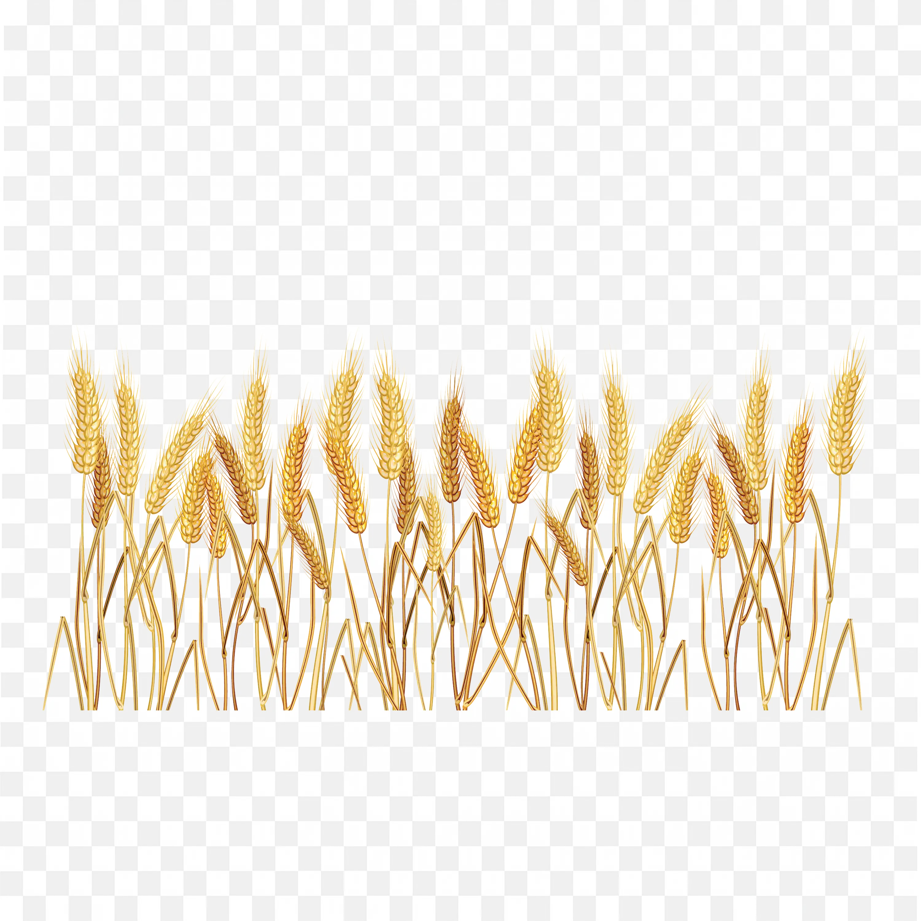 Golden Wheat Stalks Border Natural Harvest Frame Png