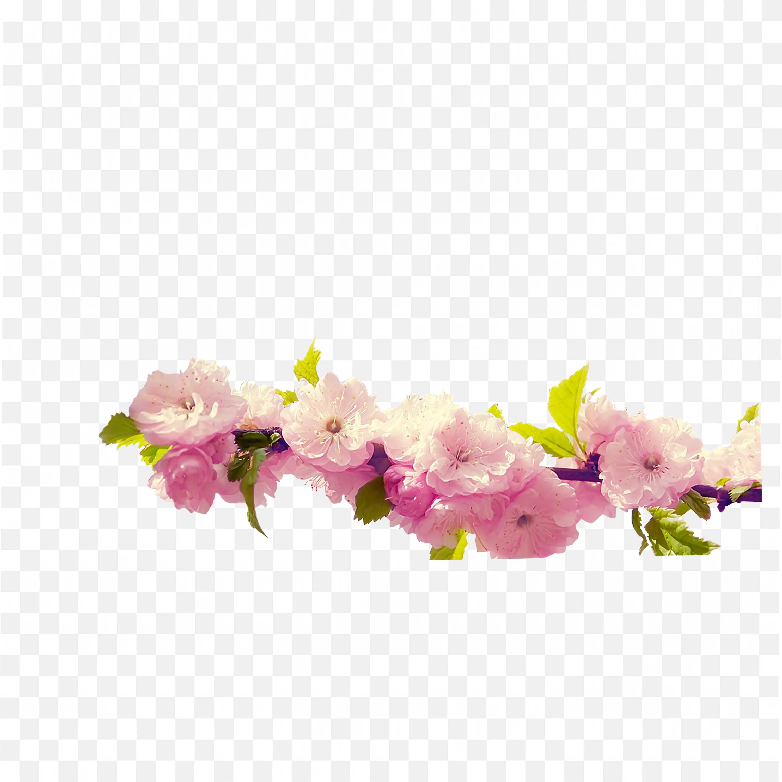 Light Pink Floral Border with Peony Flowers Frame Png