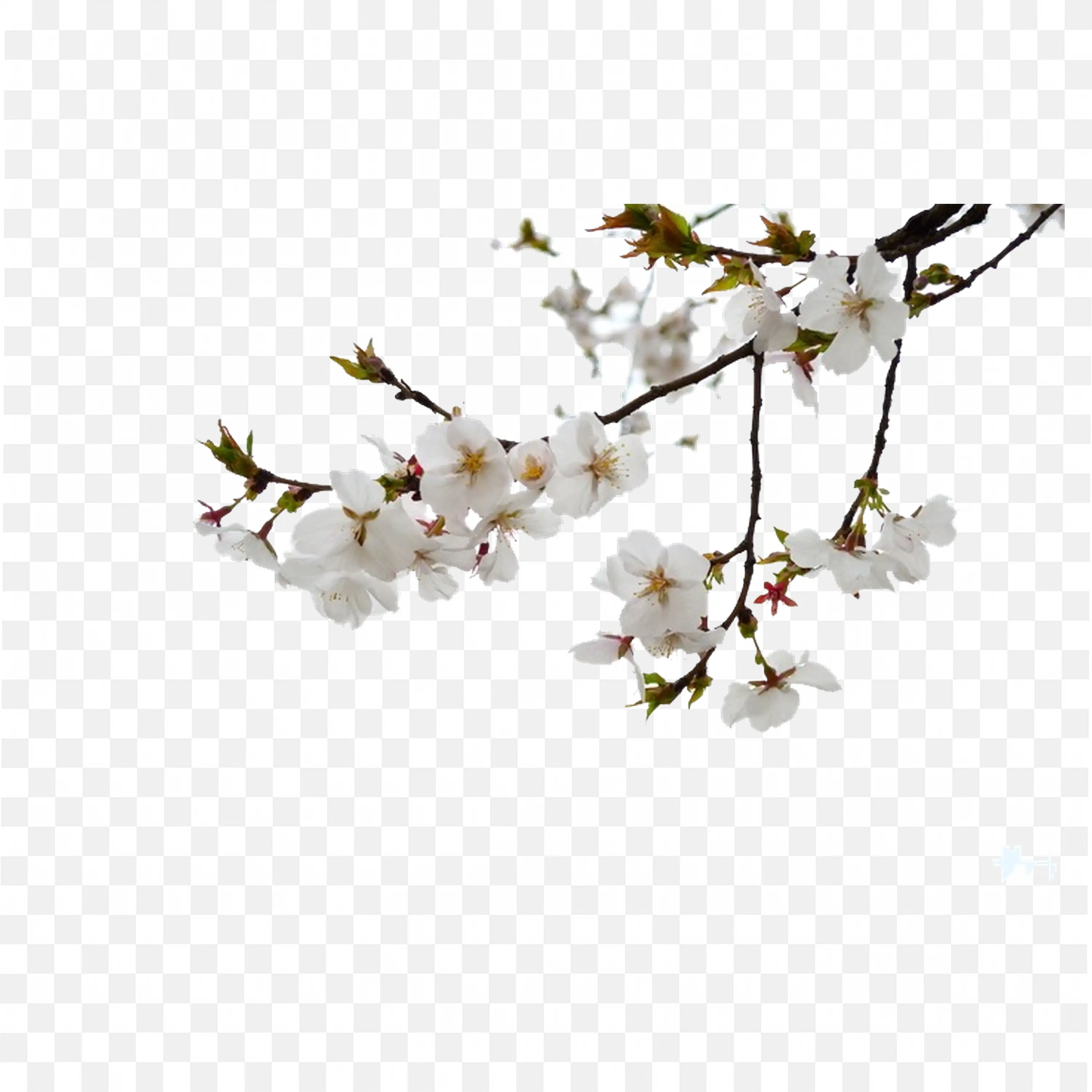 Minimal Blossom Tree Branch Frame with White Space