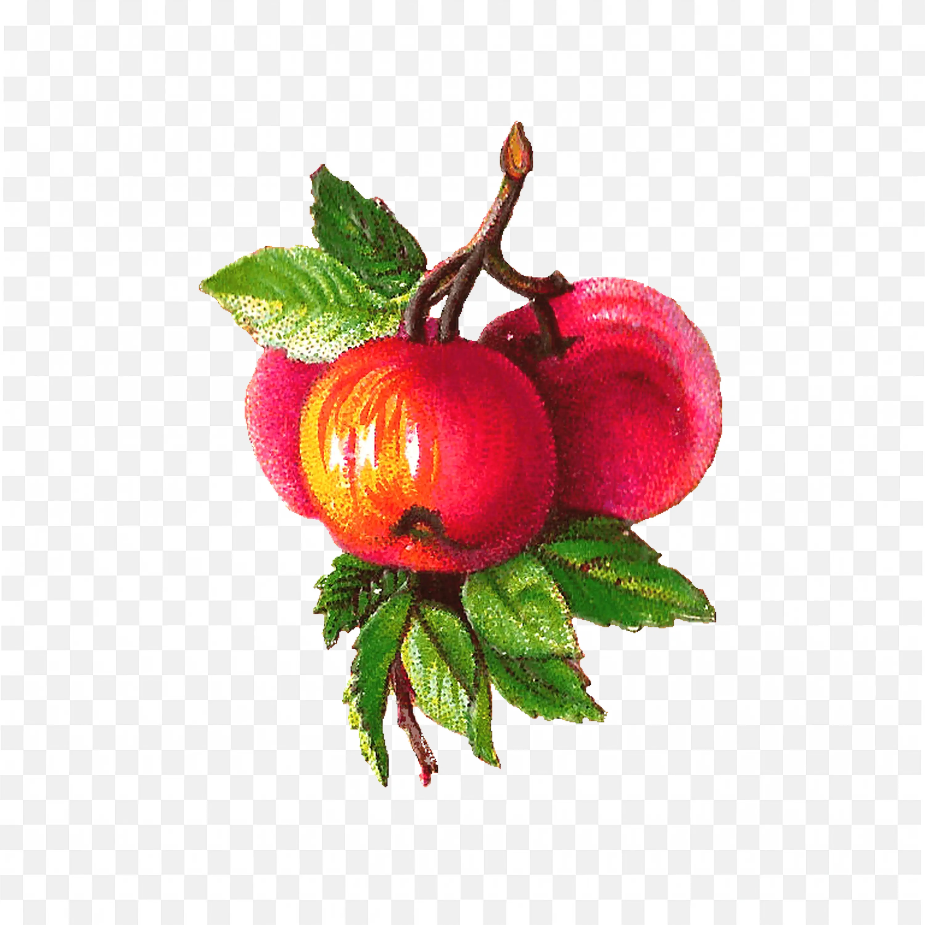Artwork of Bright Red Pomegranate Fruit with Shining Skin