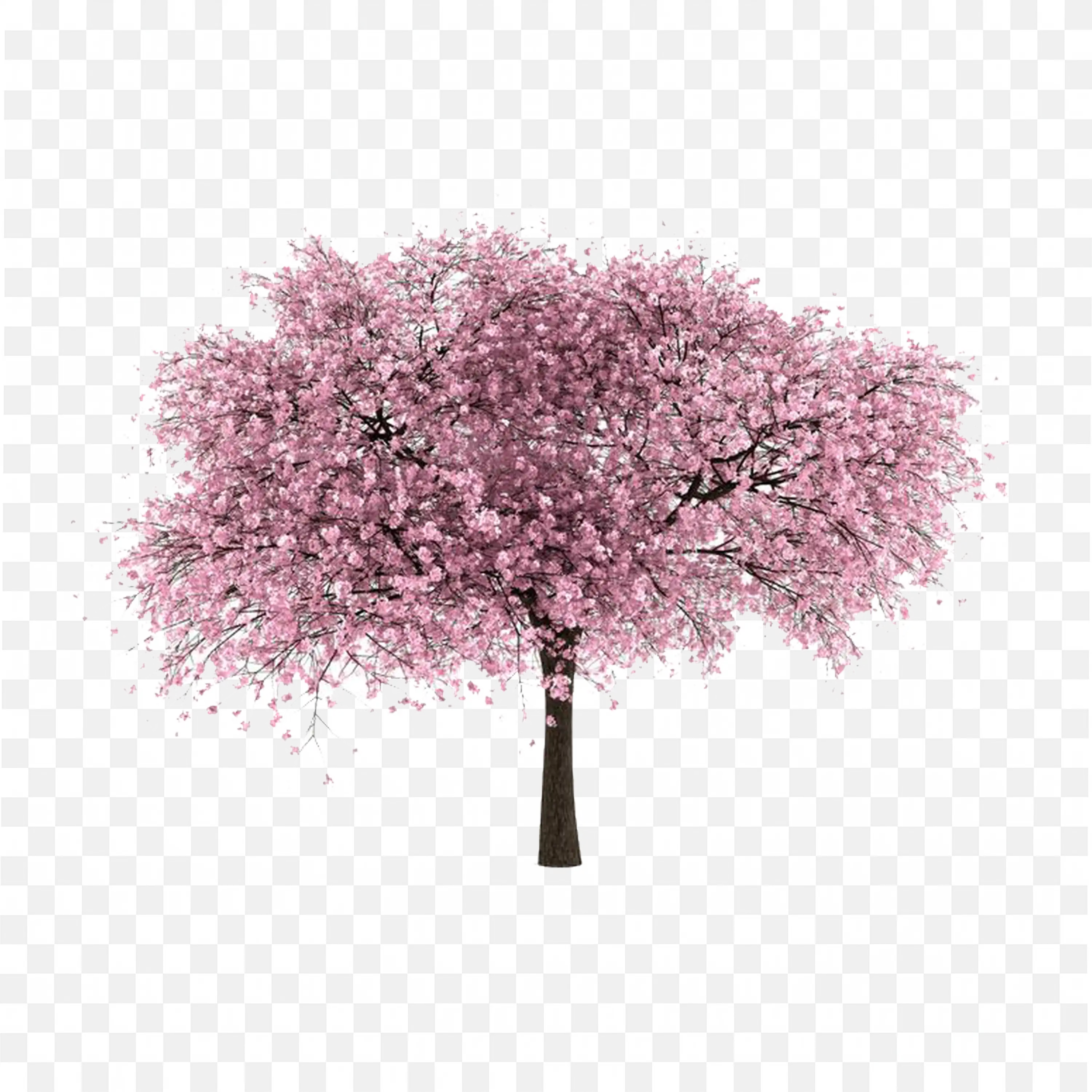 Beautiful Pink Cherry Blossom Tree Illustration with Flowers