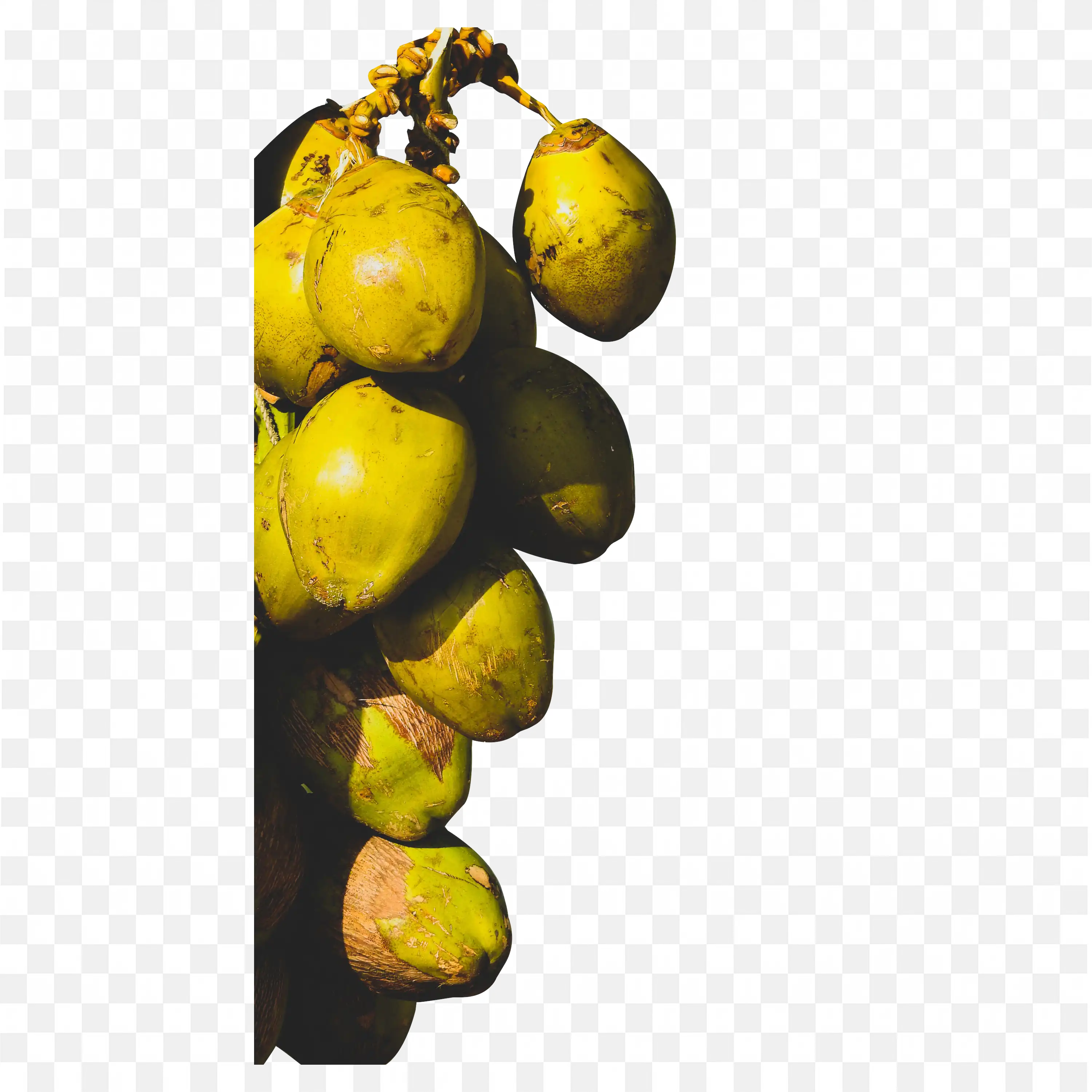Fresh Green Coconuts Hanging On a Tree Close Free Png Image