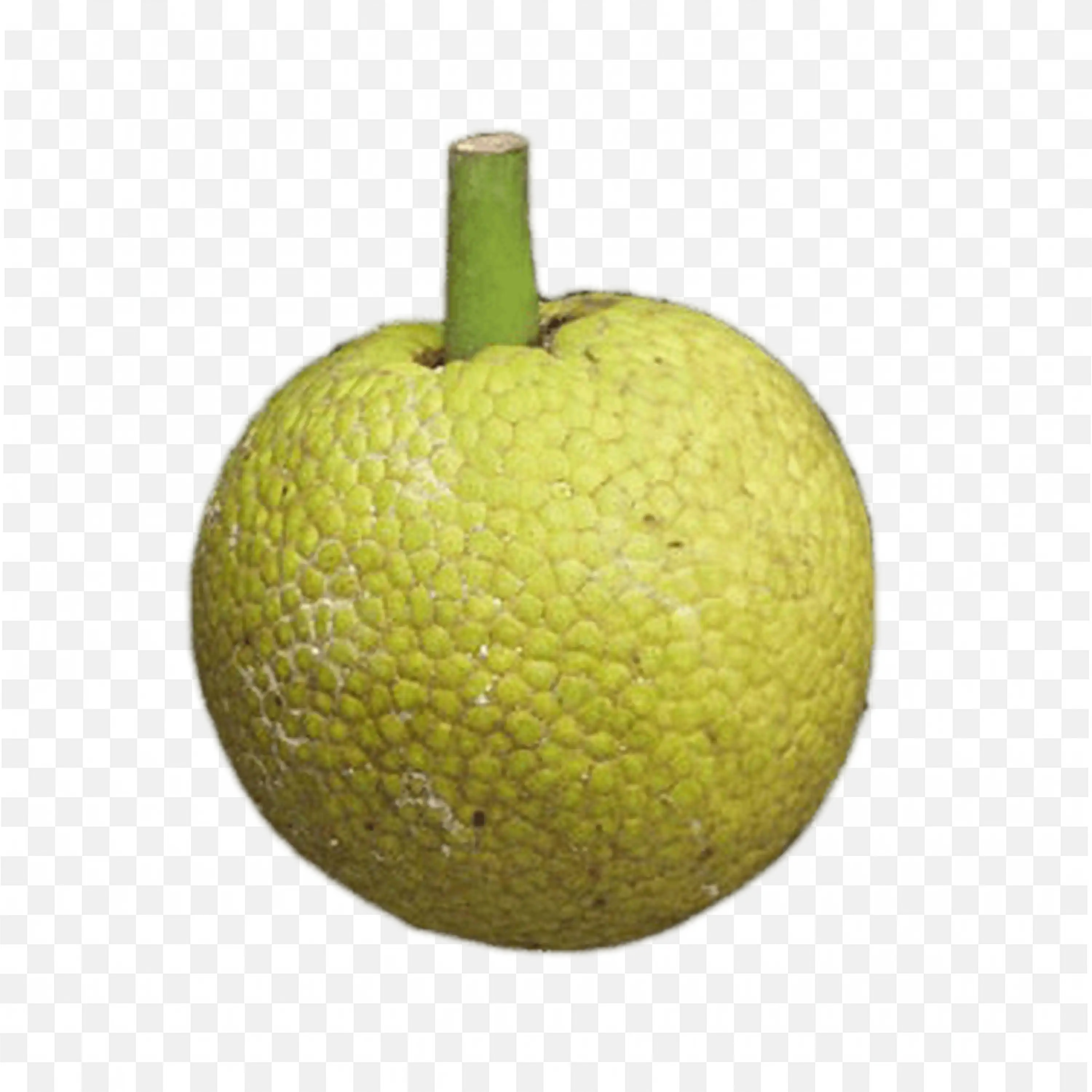 Green Breadfruit with Hard Shell and Round Shape Free Png