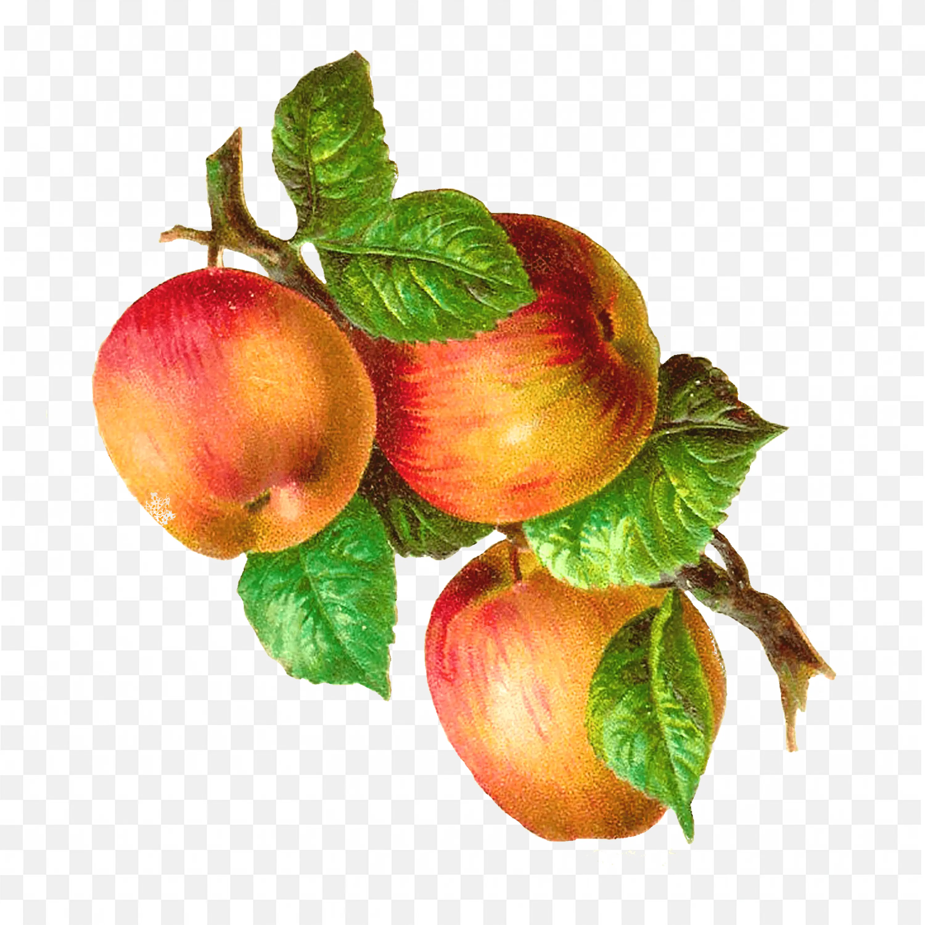 Group of Red and Yellow Apples Fresh and Juicy Free Png