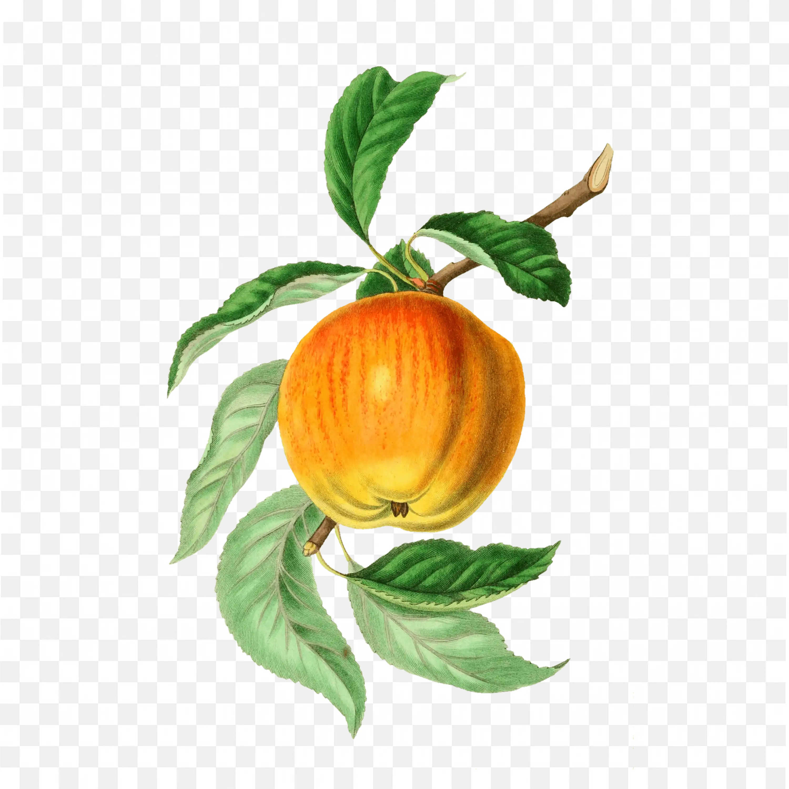 Orange Cartoon Persimmon Hanging On the Branches with Leaf