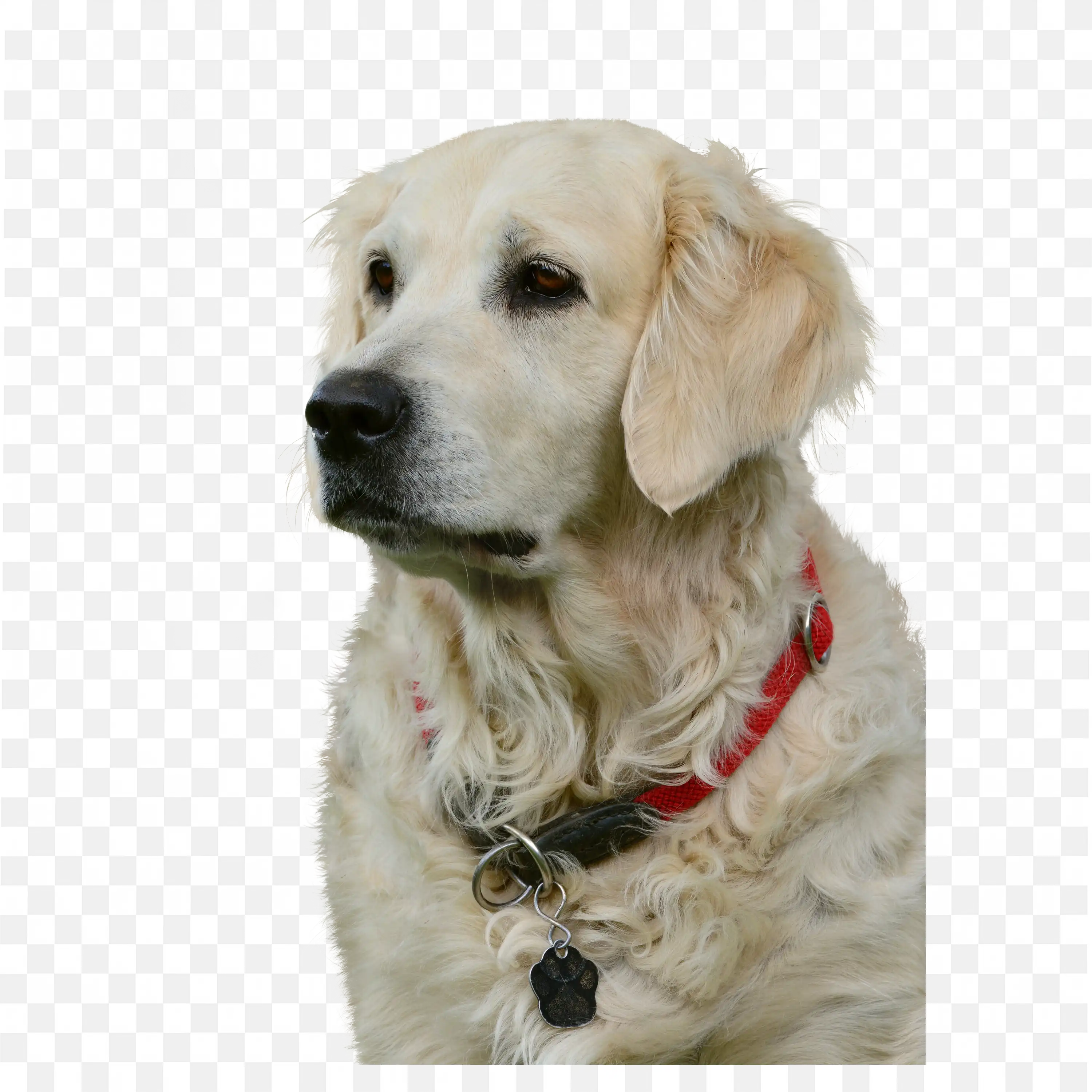 Adorable Labrador Puppy Sitting Calm Pet PNG Image