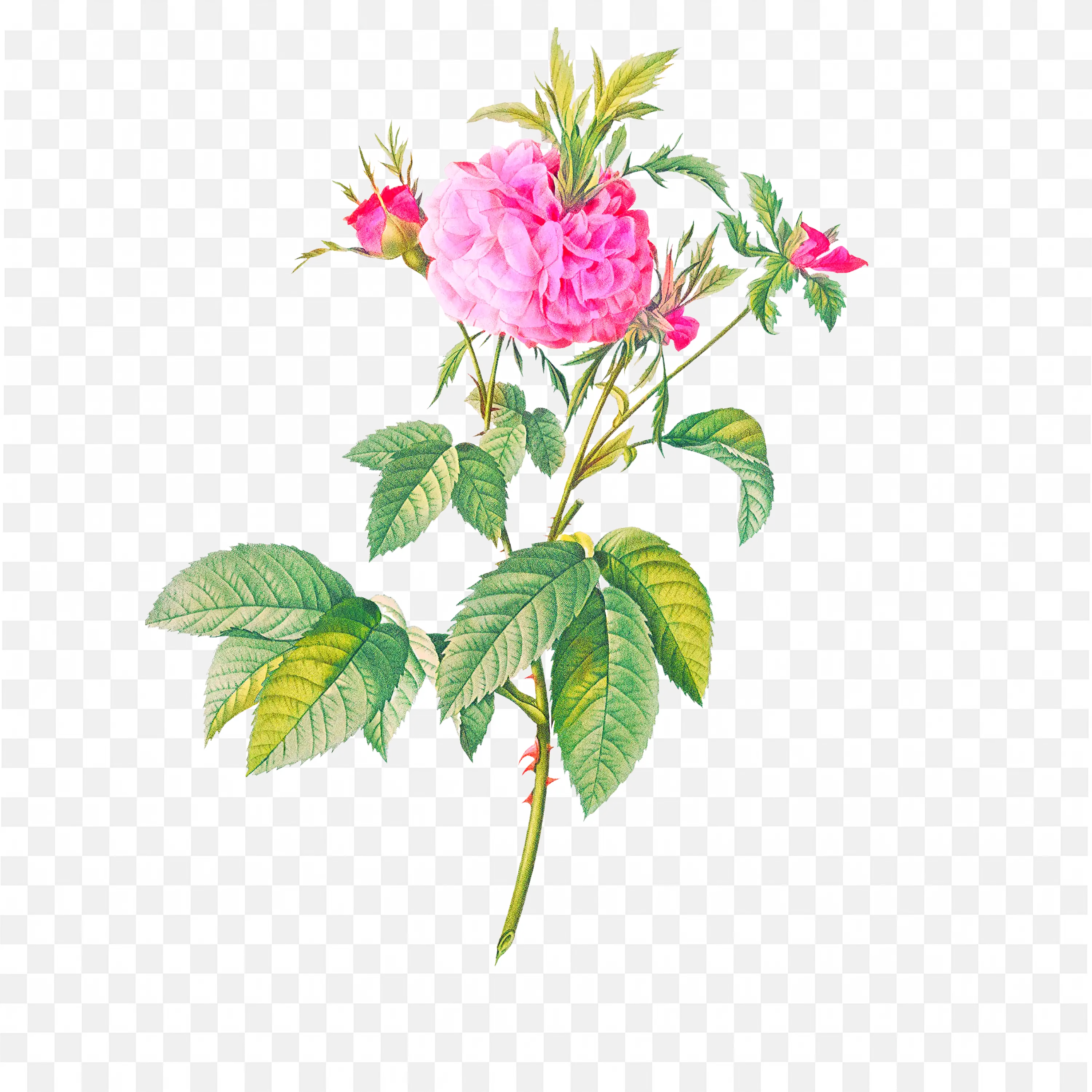 Agatha Rose Illustration Beautiful Floral Art Design PNG