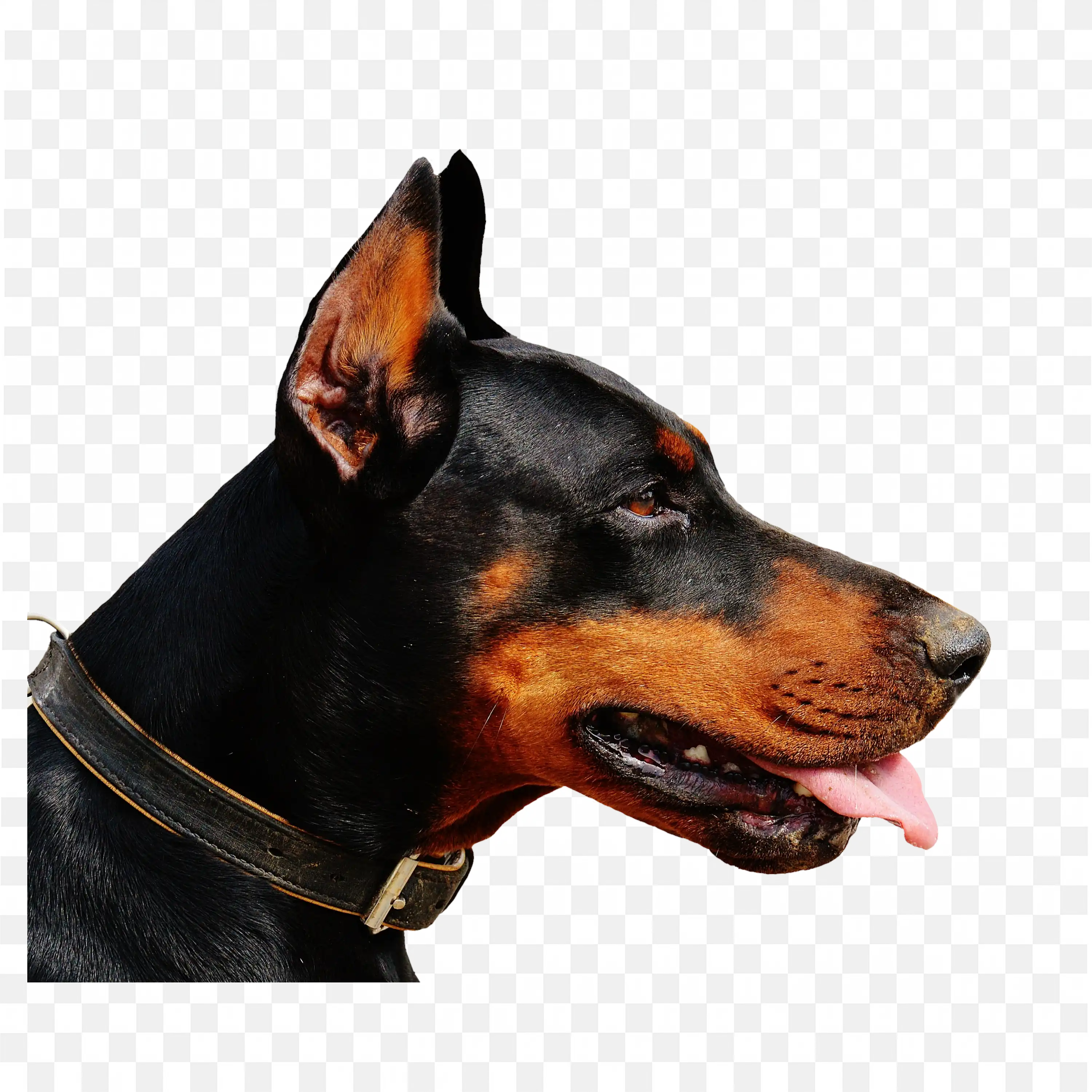 Aggressive Doberman Side View Guard Dog PNG Clipart