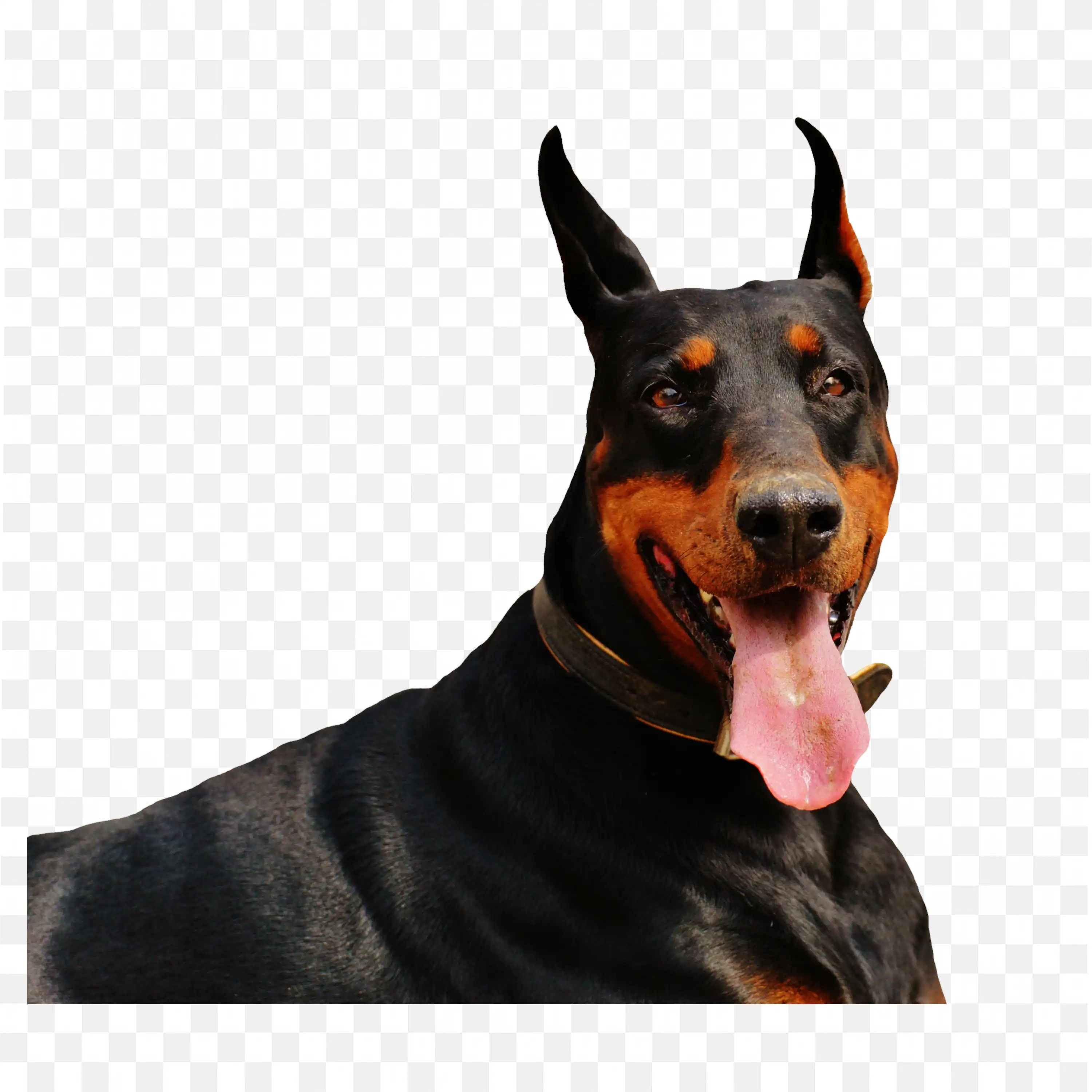 Alert Doberman Dog Tongue Out Guard Pet PNG Image