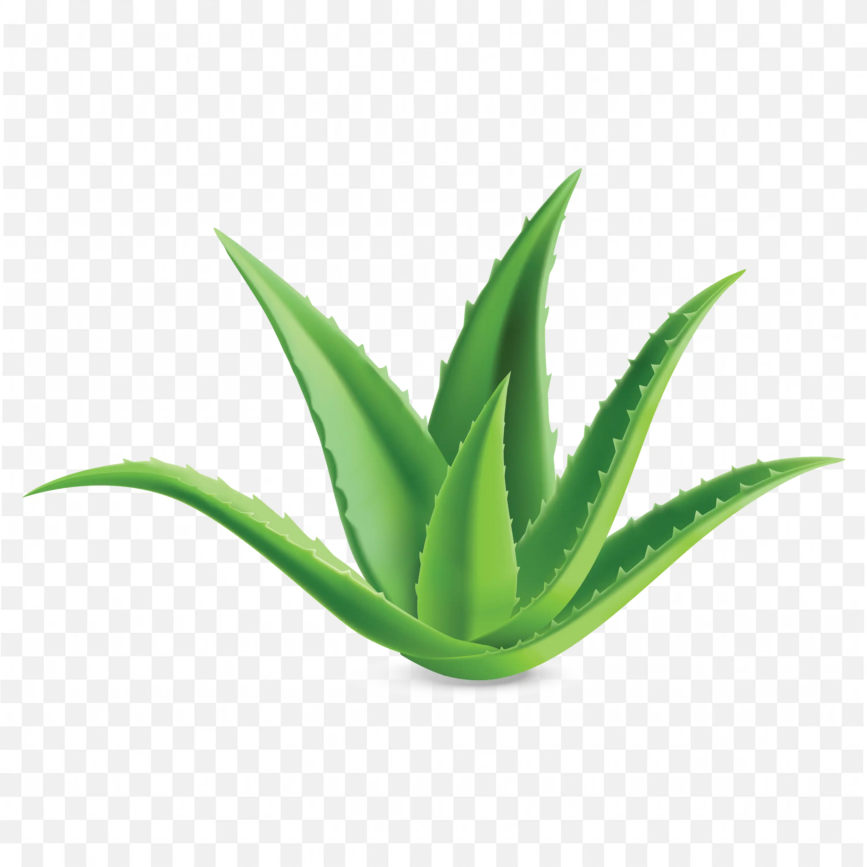 Aloe Vera Plant PNG Nature Clip Art Succulent Green Leaves