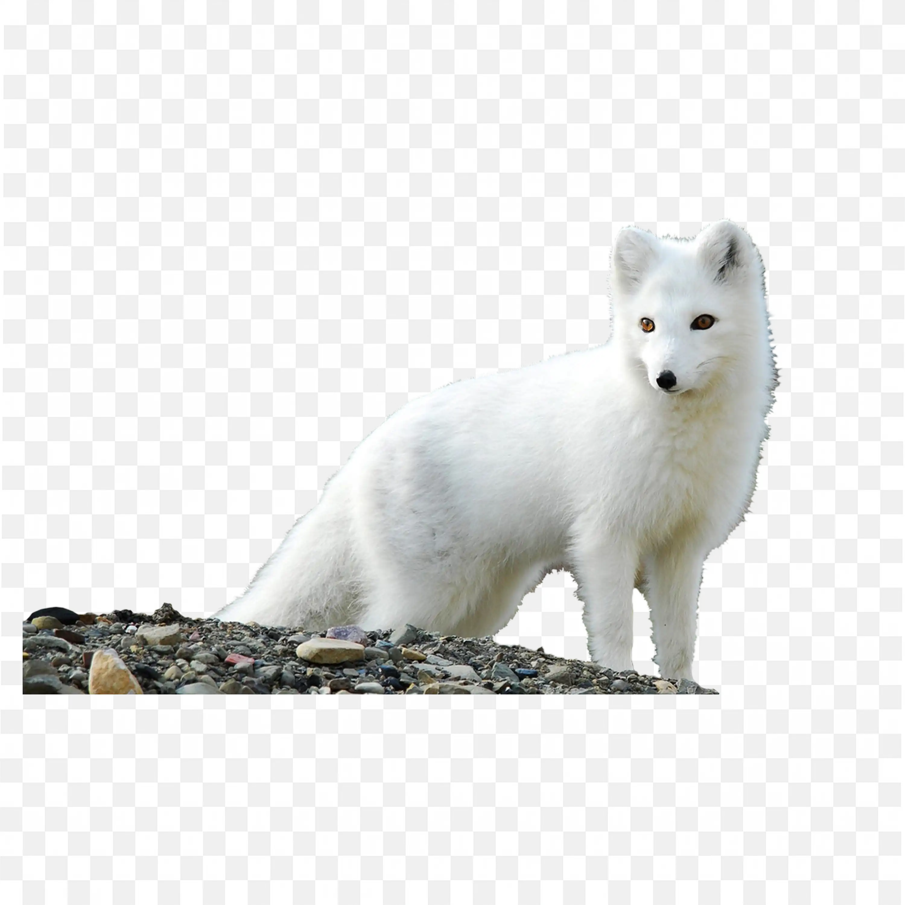 Arctic Fox Clip Art Standing Winter Nature Wildlife Download PNG