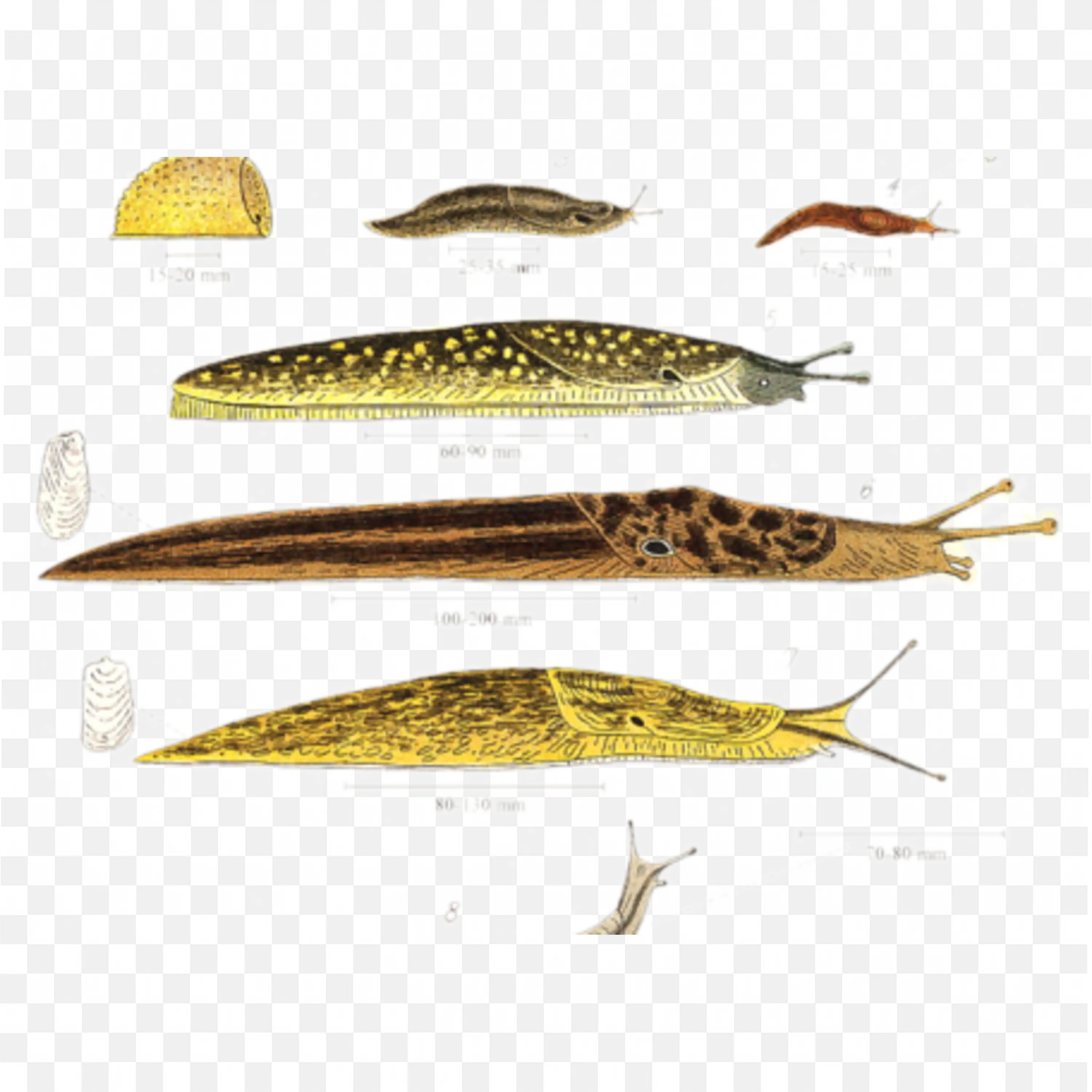 Assorted Small Fish Group Transparent Underwater PNG