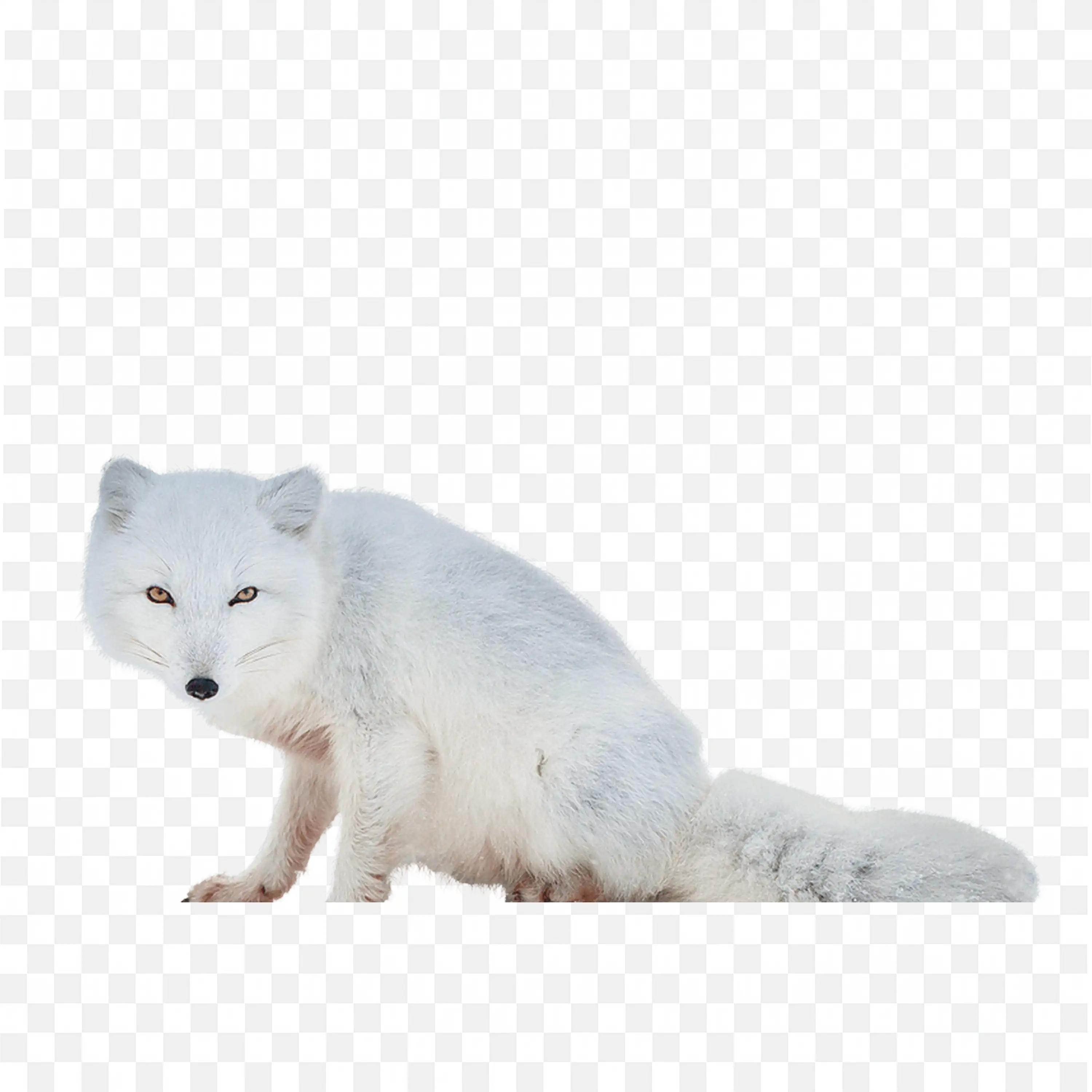 Baby Arctic Fox Clip Art Cute Winter Animal Nature Design
