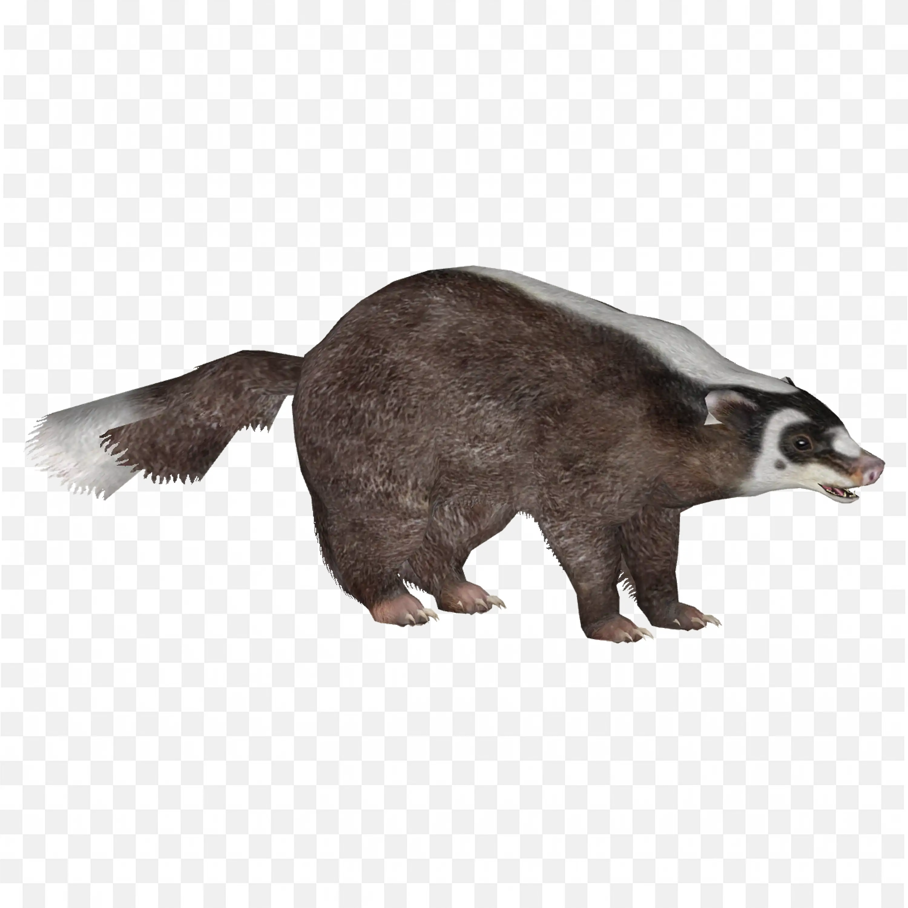 Badger Illustration Black White Striped Face Wildlife Art