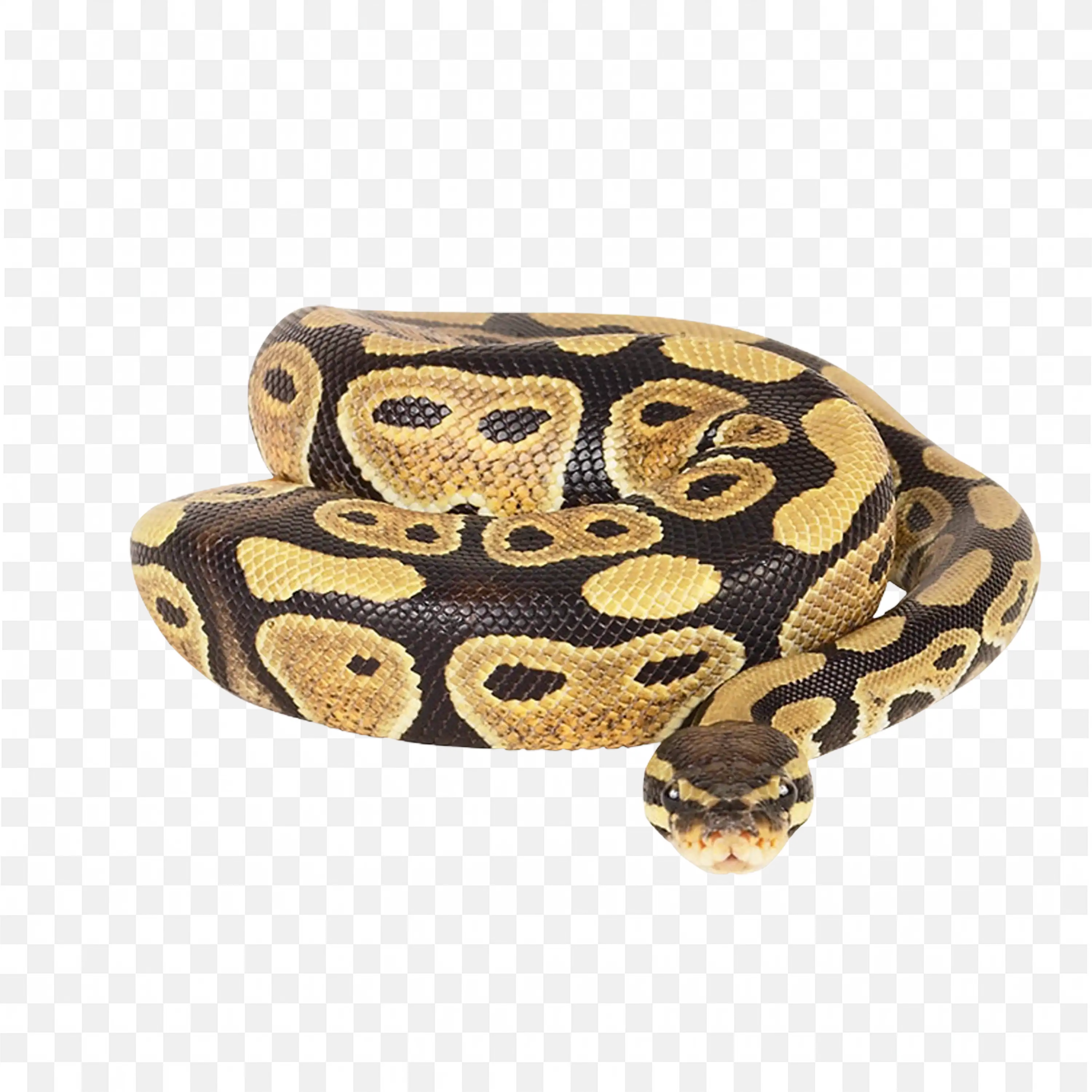 Ball Python Snake PNG Nature Clip Art Curled Reptile Closeup