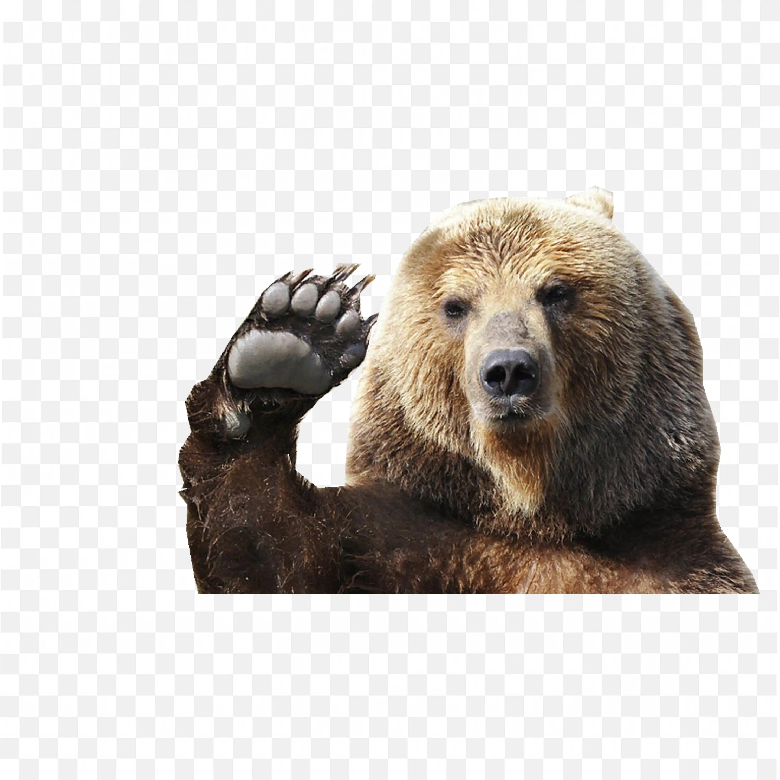 Bear Waving Paw PNG Realistic Brown Wildlife Animal Clipart