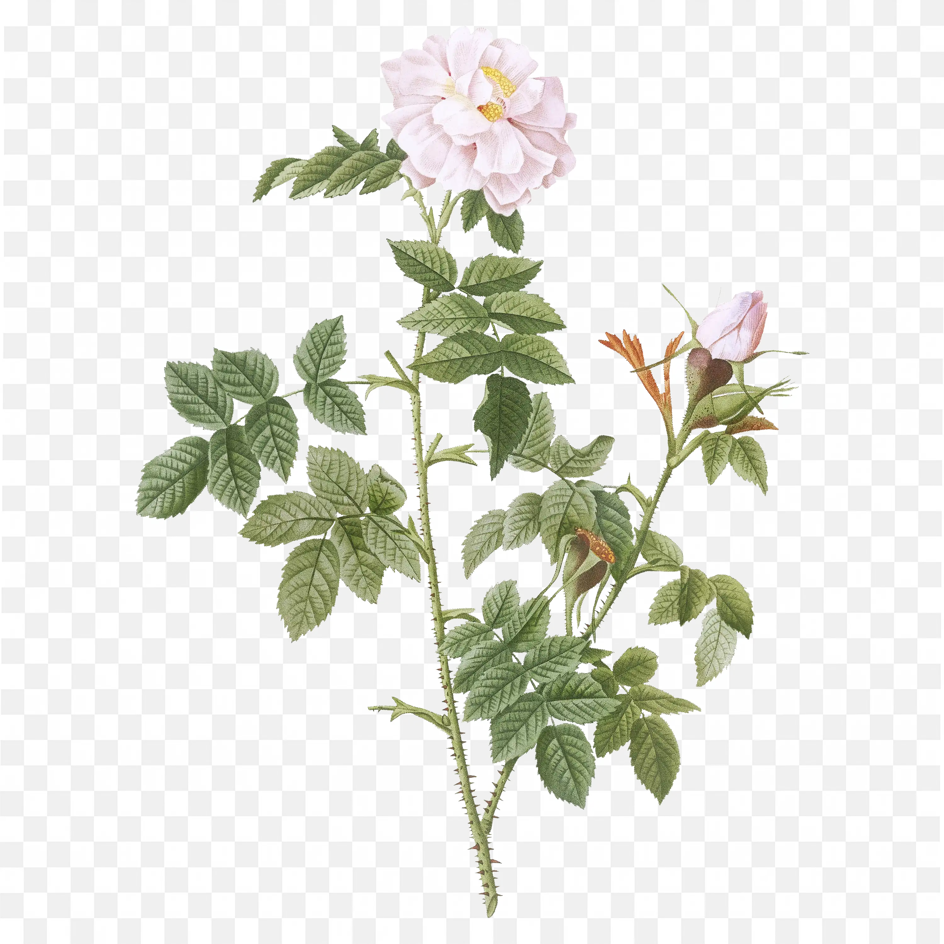 Beautiful Pink Rose Plant with Soft Petals Transparent PNG
