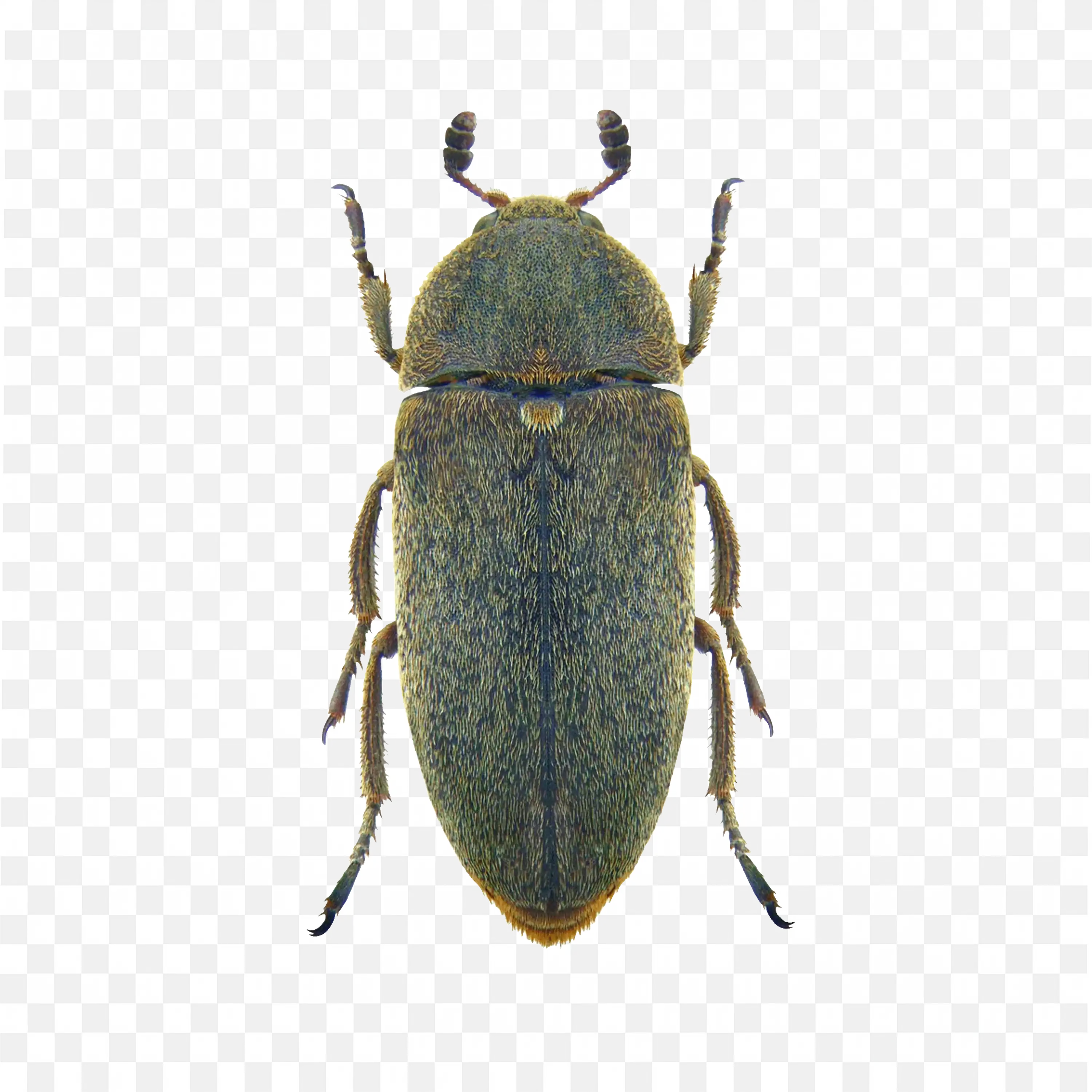 Beetle PNG Greenish Brown Insect Detailed Vector Clip
