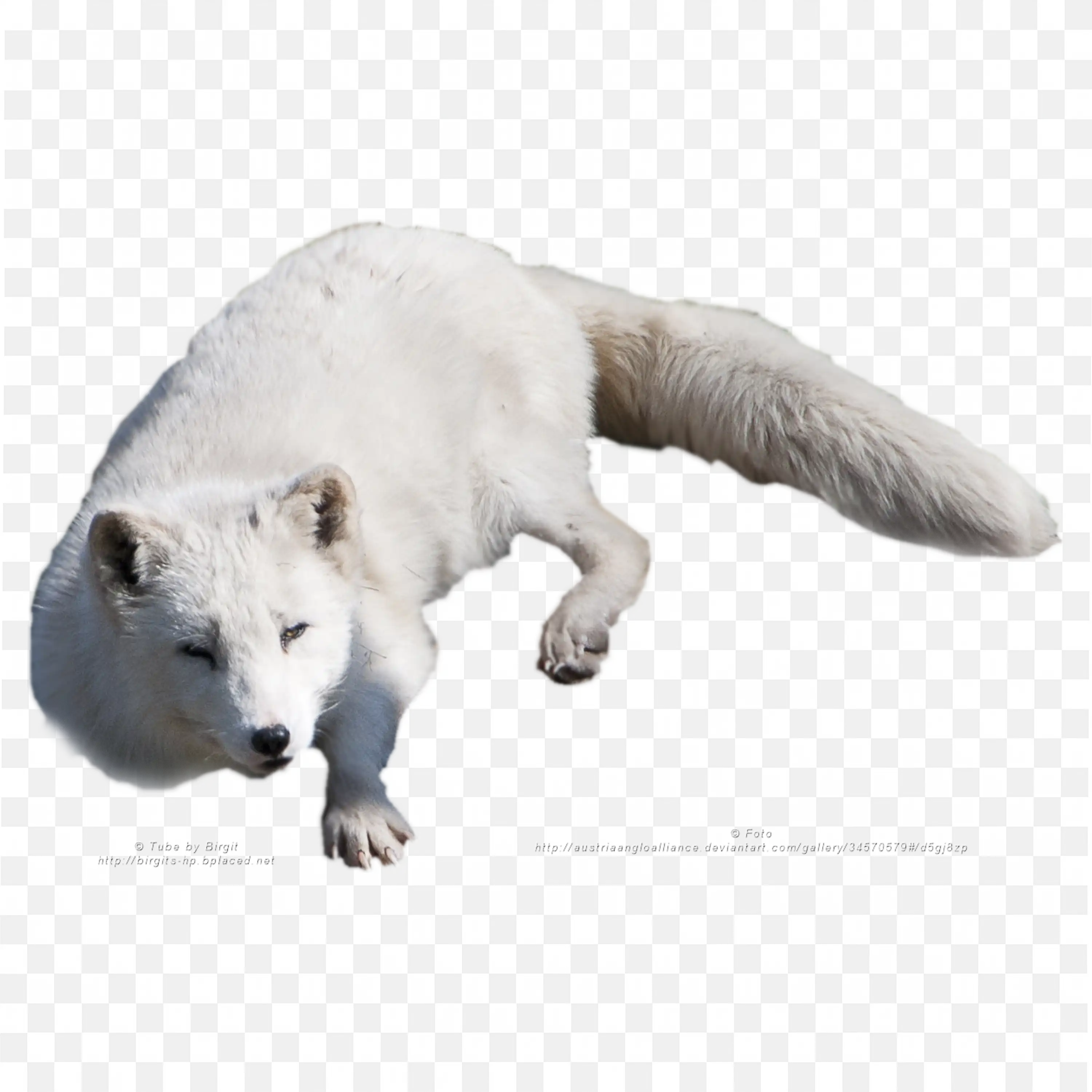 Bending Arctic Fox Clip Art Snow Wildlife Nature Animal Art