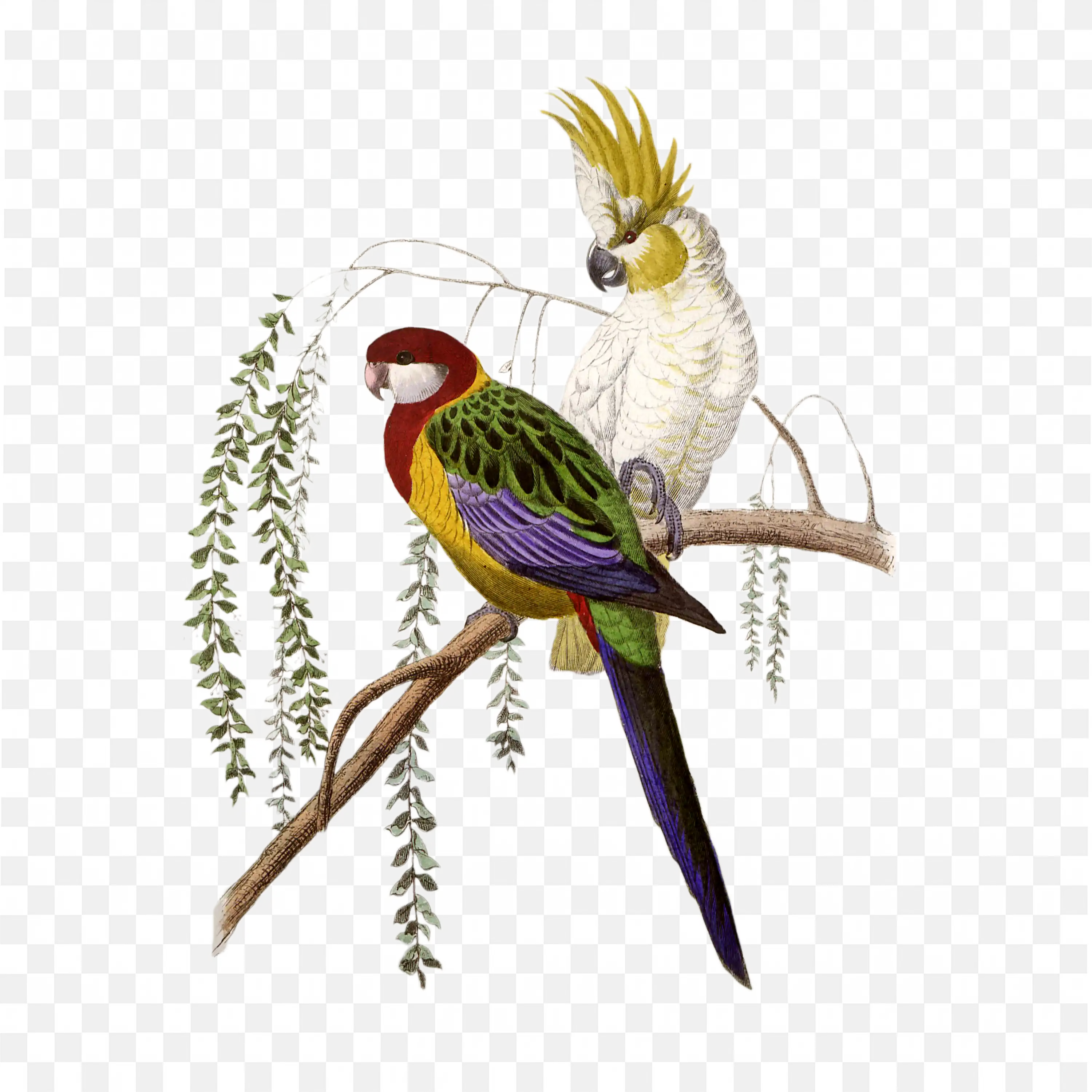 Bird on Branch PNG Nature Animal Line Art Clip Drawing Design