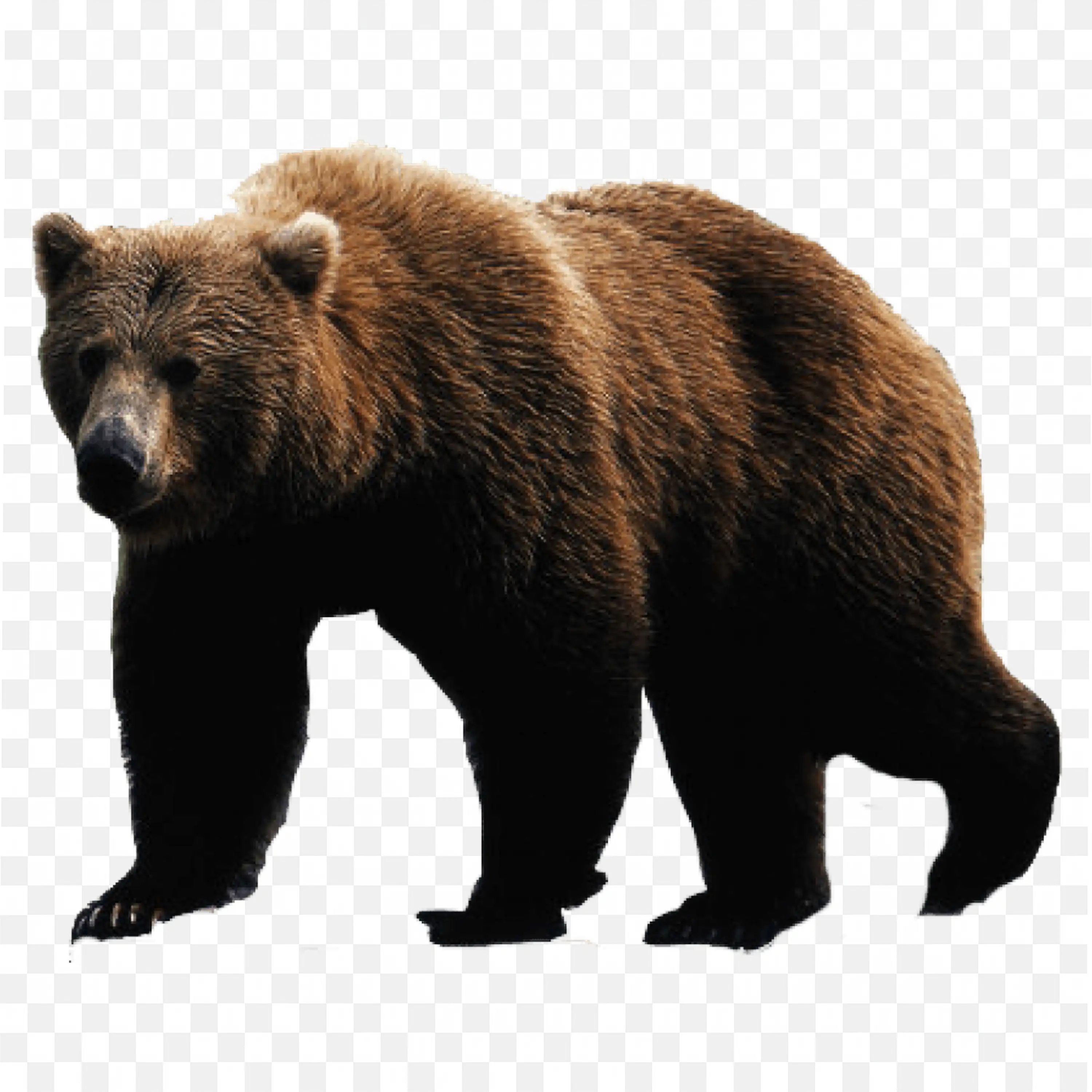 Black Bear Standing PNG Realistic Nature Wildlife Art