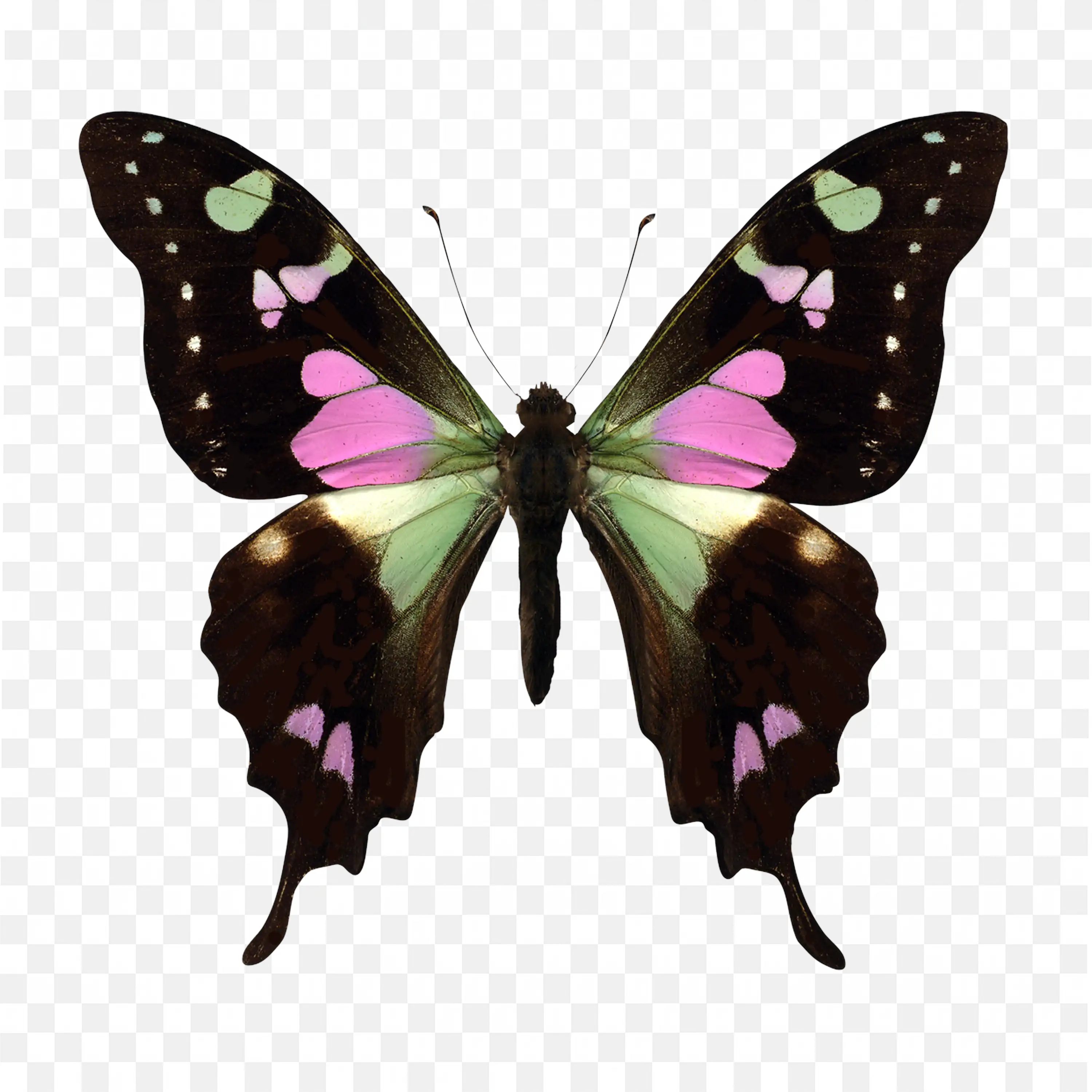 Black Butterfly PNG Insect Wings Nature Art Design Clip