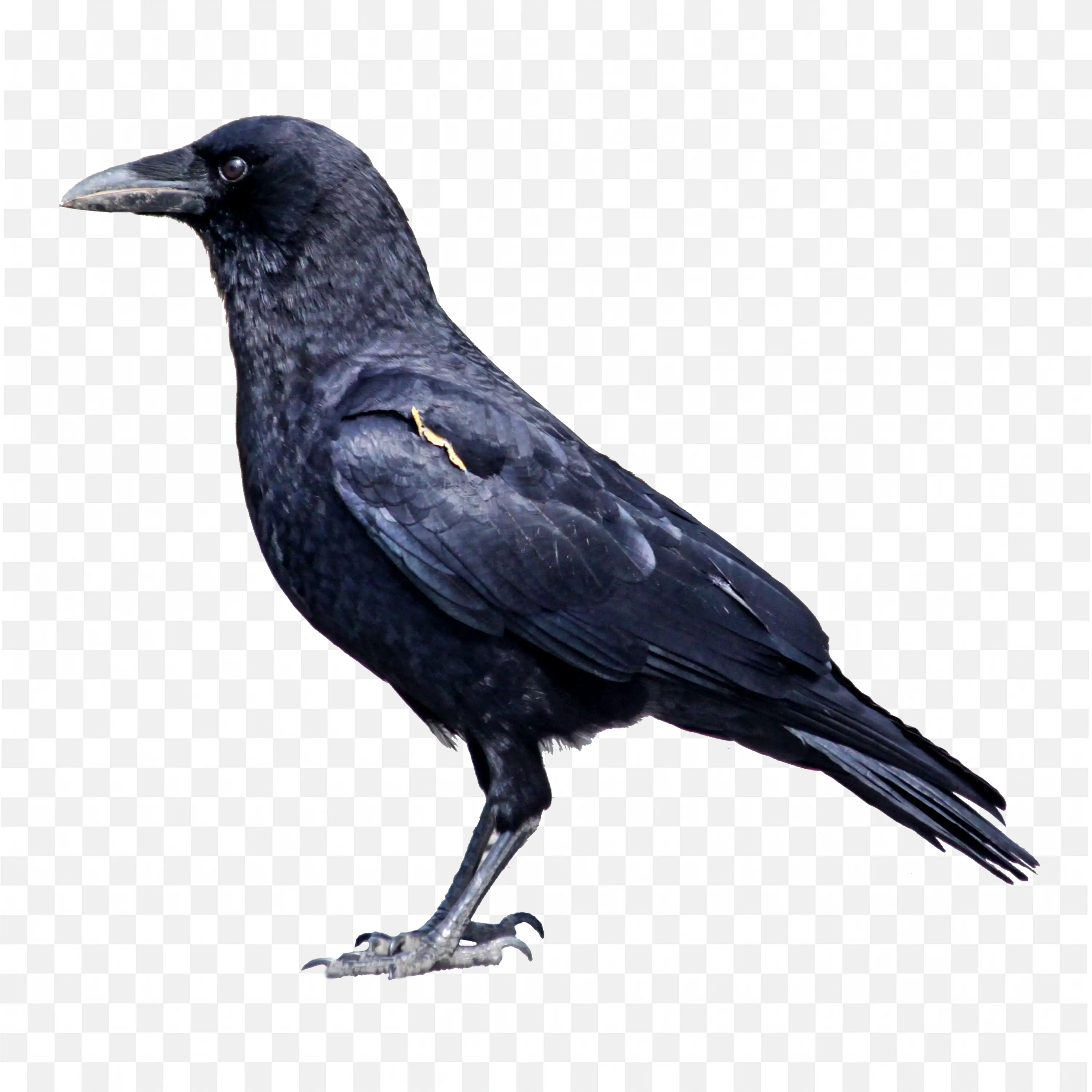 Black Crow Bird PNG Standing Still Transparent Image Download