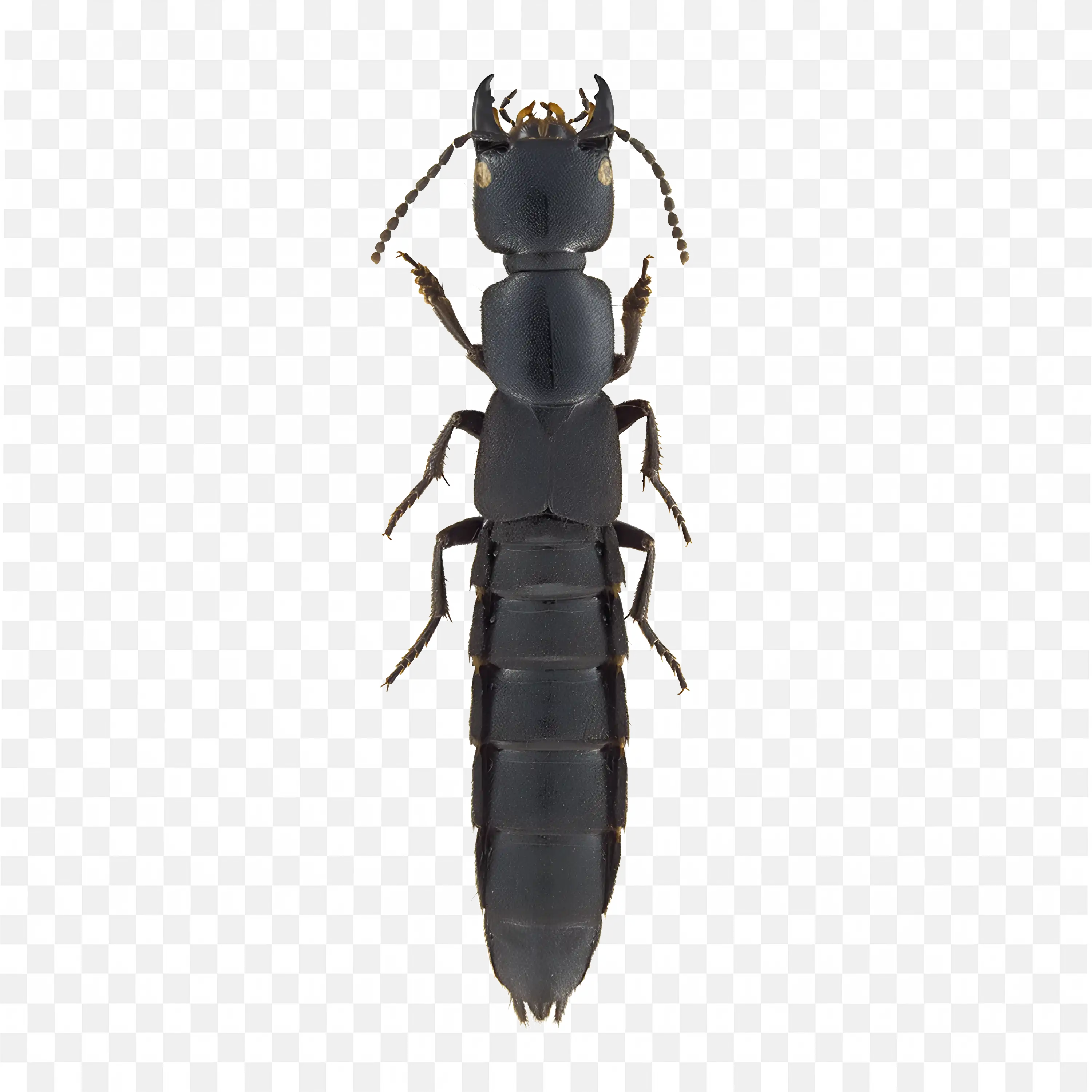 Black Insect Beetle or Roach Silhouette Transparent PNG