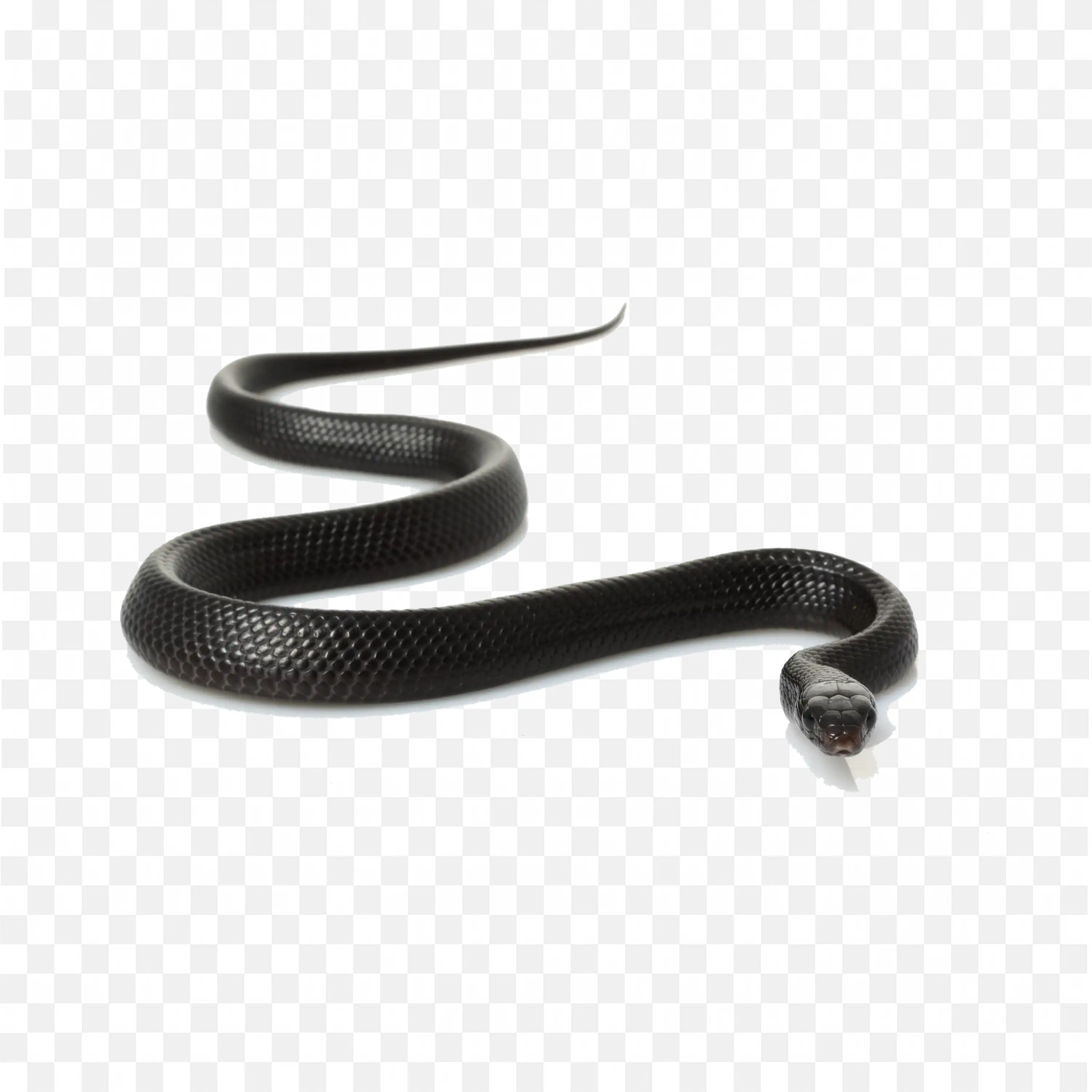 Black Snake Silhouette Art Clip Nature Animal Drawing
