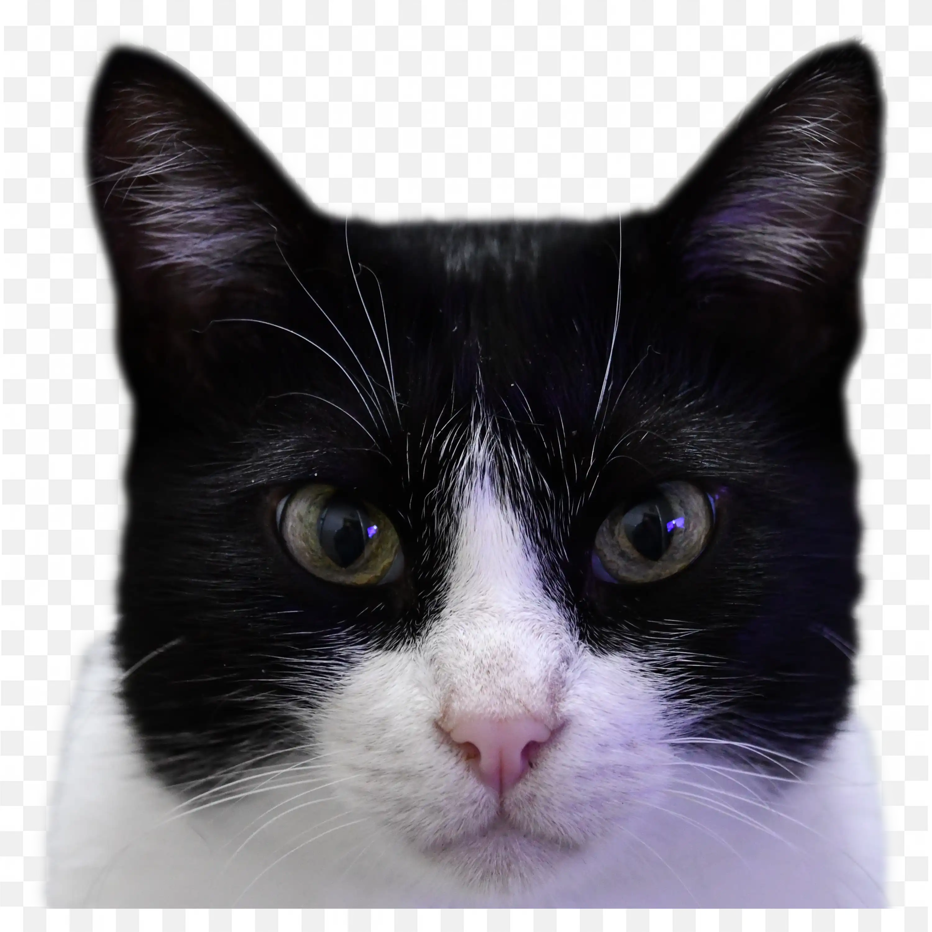 Black and White Cat Face CloseUp Transparent PNG