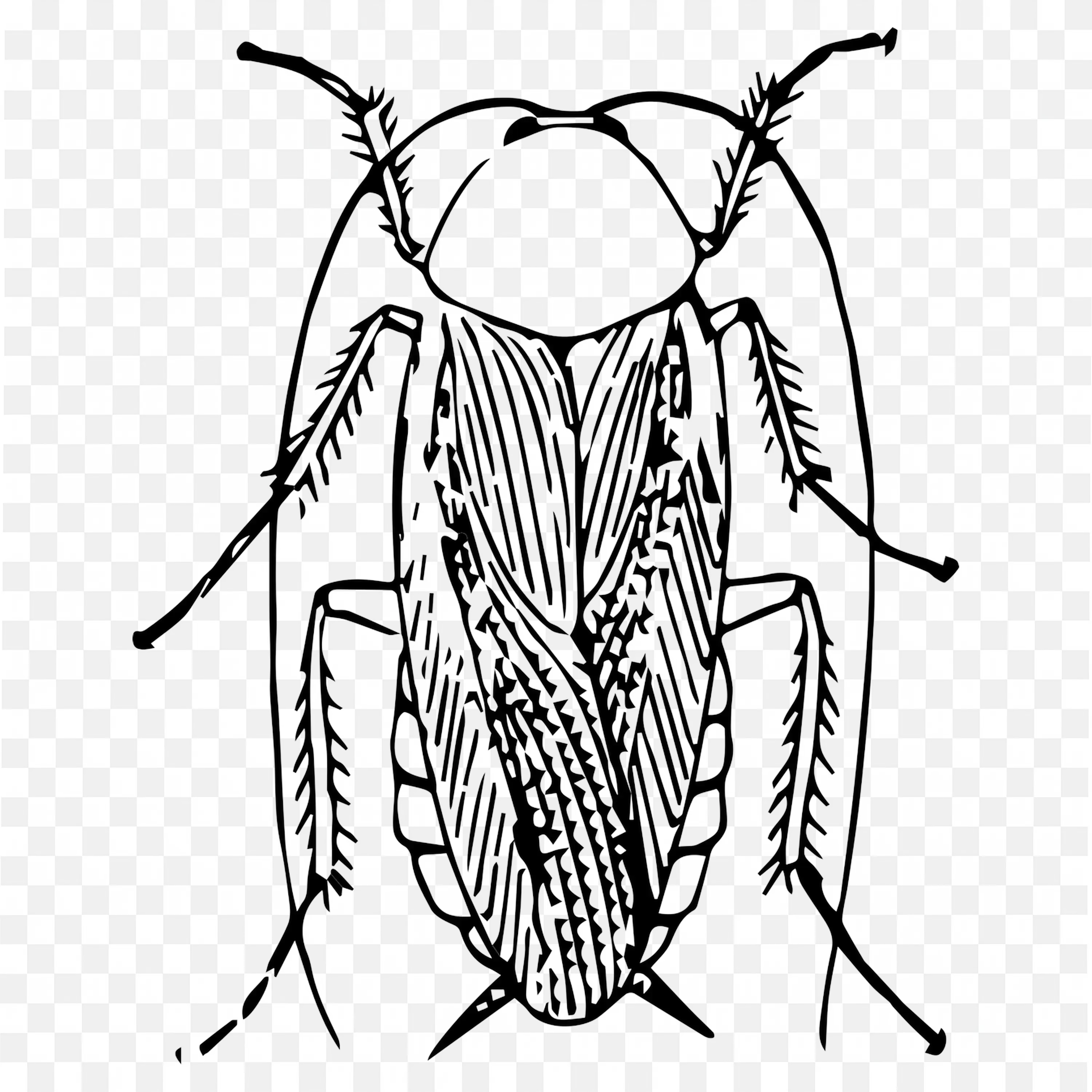 Black and White Roach Drawing Scientific Style PNG