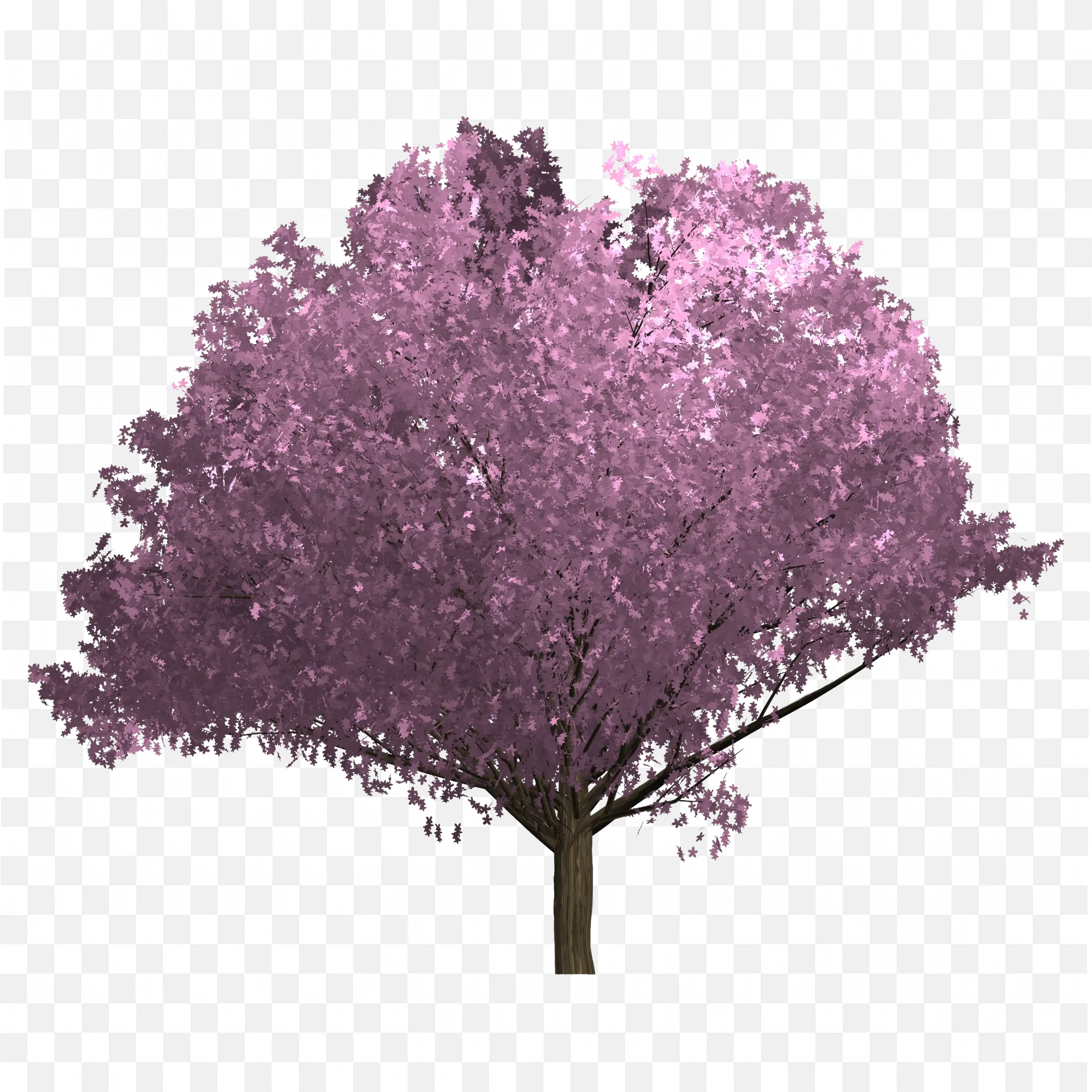 Blossoming Pink Tree Spring Cherry Bloom PNG Clipart
